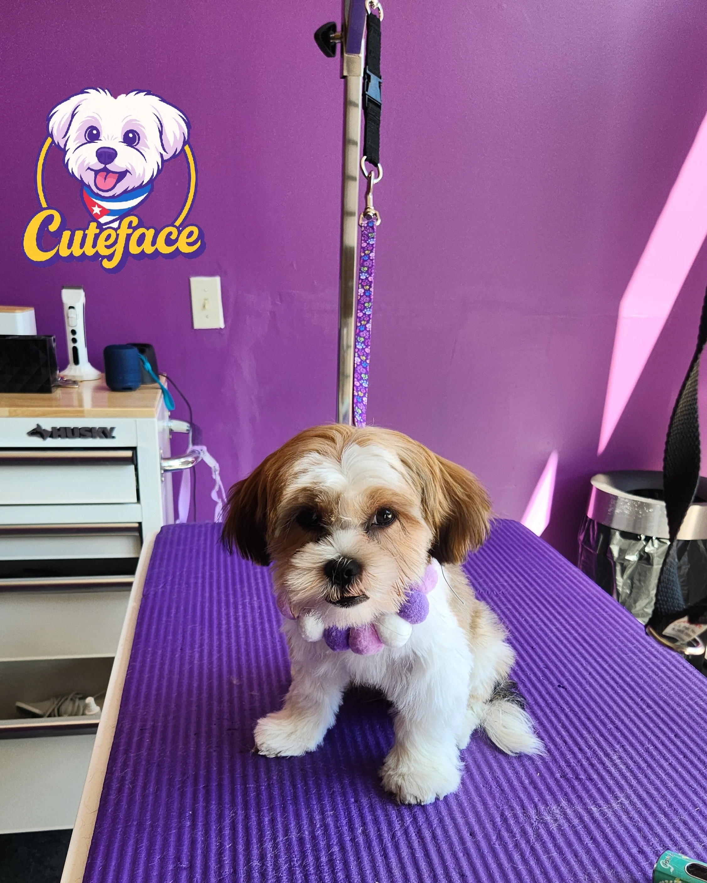 A small brown and white puppy with a purple and white flower collar sitting on a purple grooming table in a pet grooming salon with a purple wall and a wall sign saying 'Cuteface' with a dog logo.