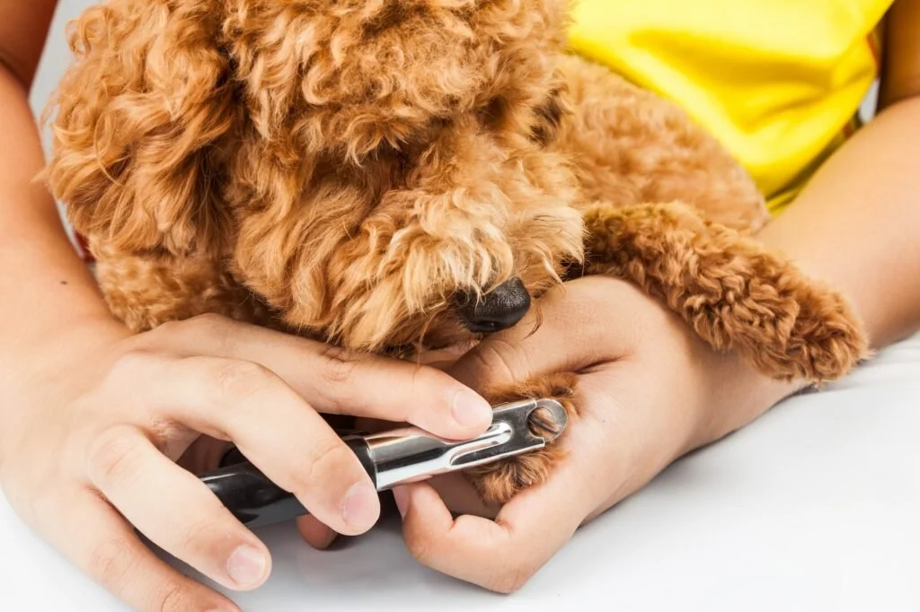 Person trimming a curly-haired dog's nails with a nail clipper.