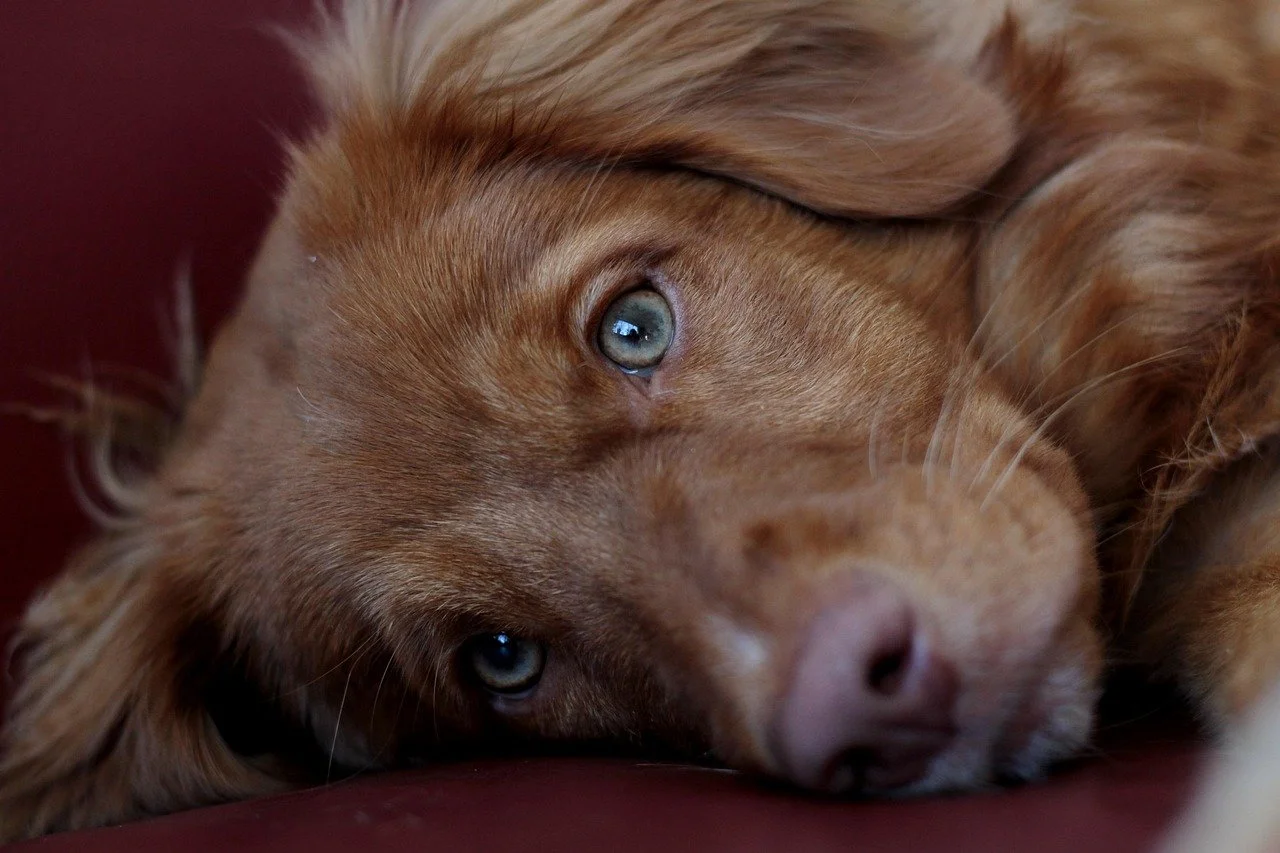 Close-up of a golden-brown dog lying on a surface, looking at the camera with blue eyes.