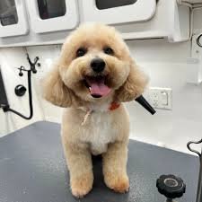 A landscape of rolling hills with a modern house situated in the foreground, with snow-capped mountains in the background under a cloudy sky.