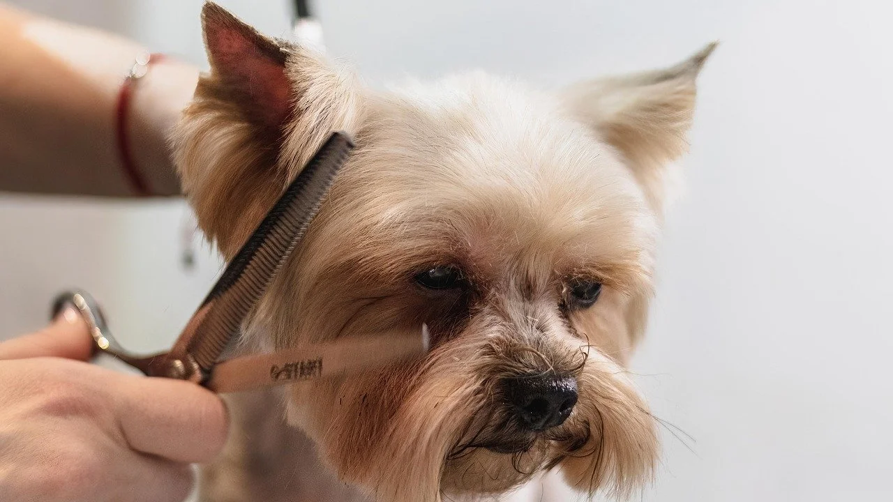 A small dog getting a haircut with a pair of scissors near its ear.