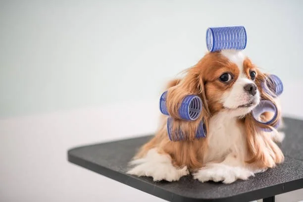 Dog with blue curlers on its head and body sitting on grooming table