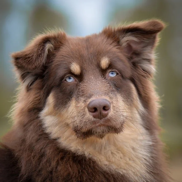 Close-up of a brown and tan dog with striking blue eyes and fluffy fur.