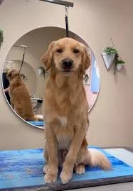 A panoramic view of a lake surrounded by rolling grassy hills and towering mountains under a cloudy sky.