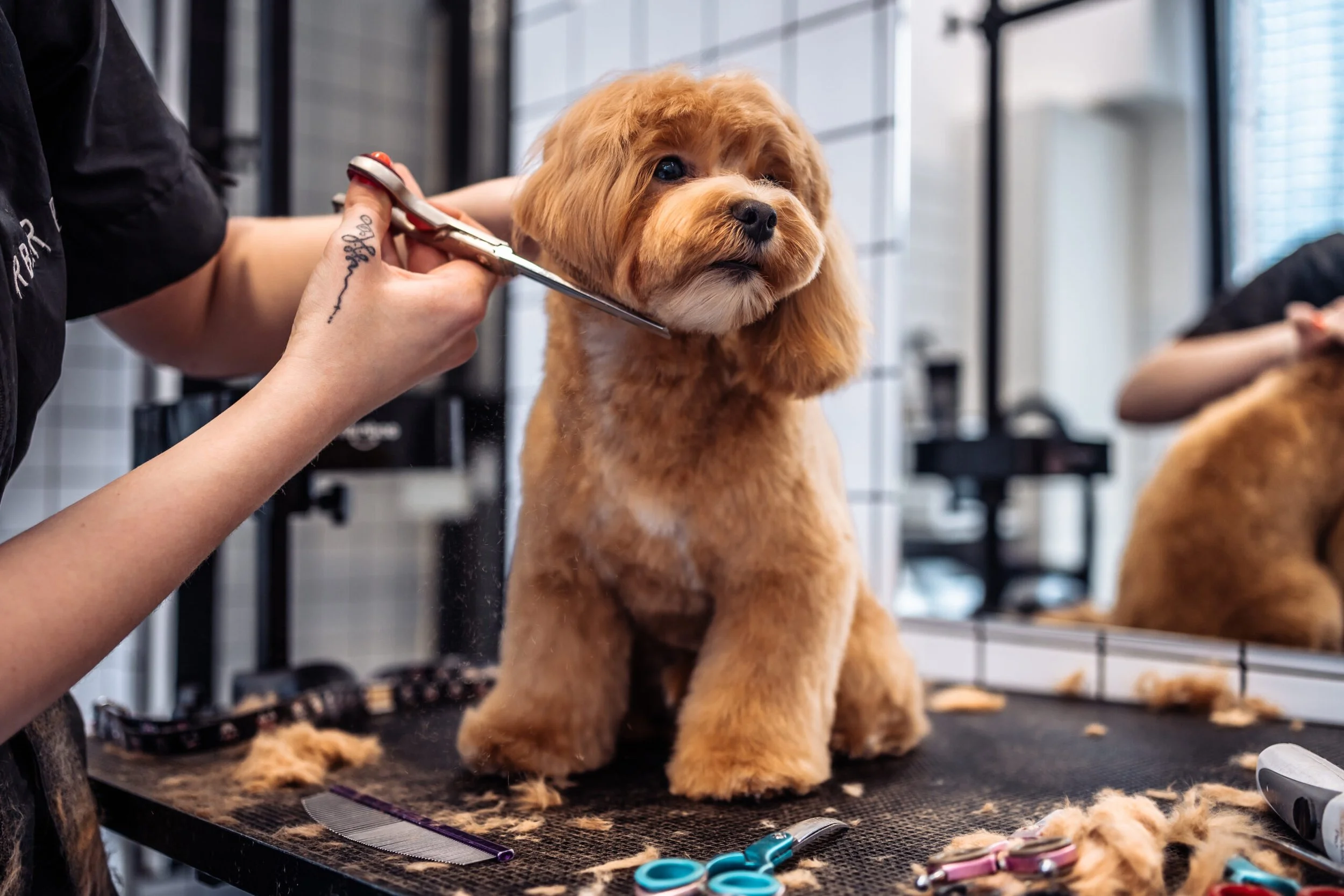 Dog being groomed with scissors on a grooming table, dog has tan fur, in a grooming salon with grooming tools and mirror.