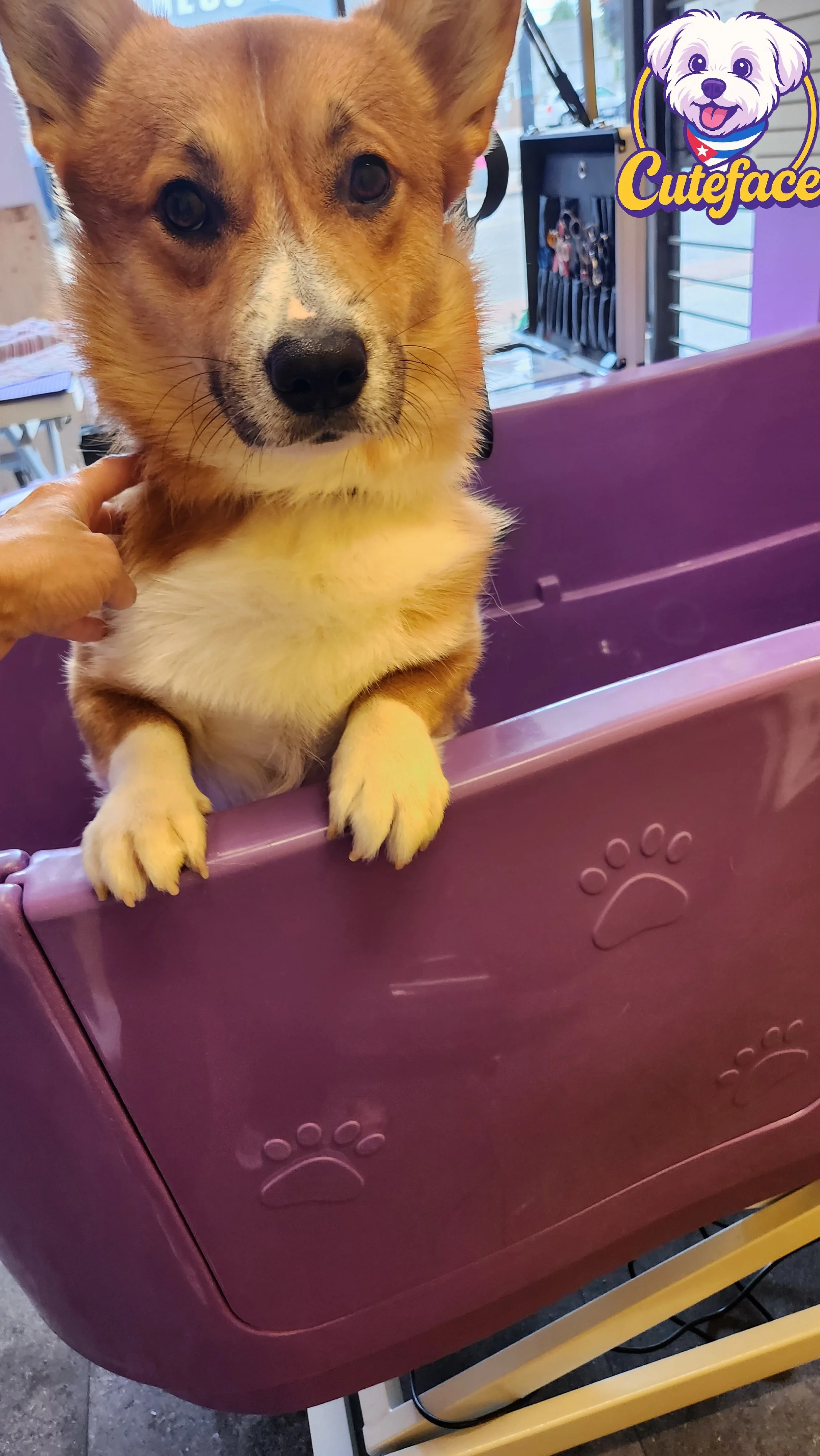 A small dog with tan and white fur looking over the edge of a purple pet bed with paw prints. The dog has black eyes and a black nose, and a person is gently touching its neck.