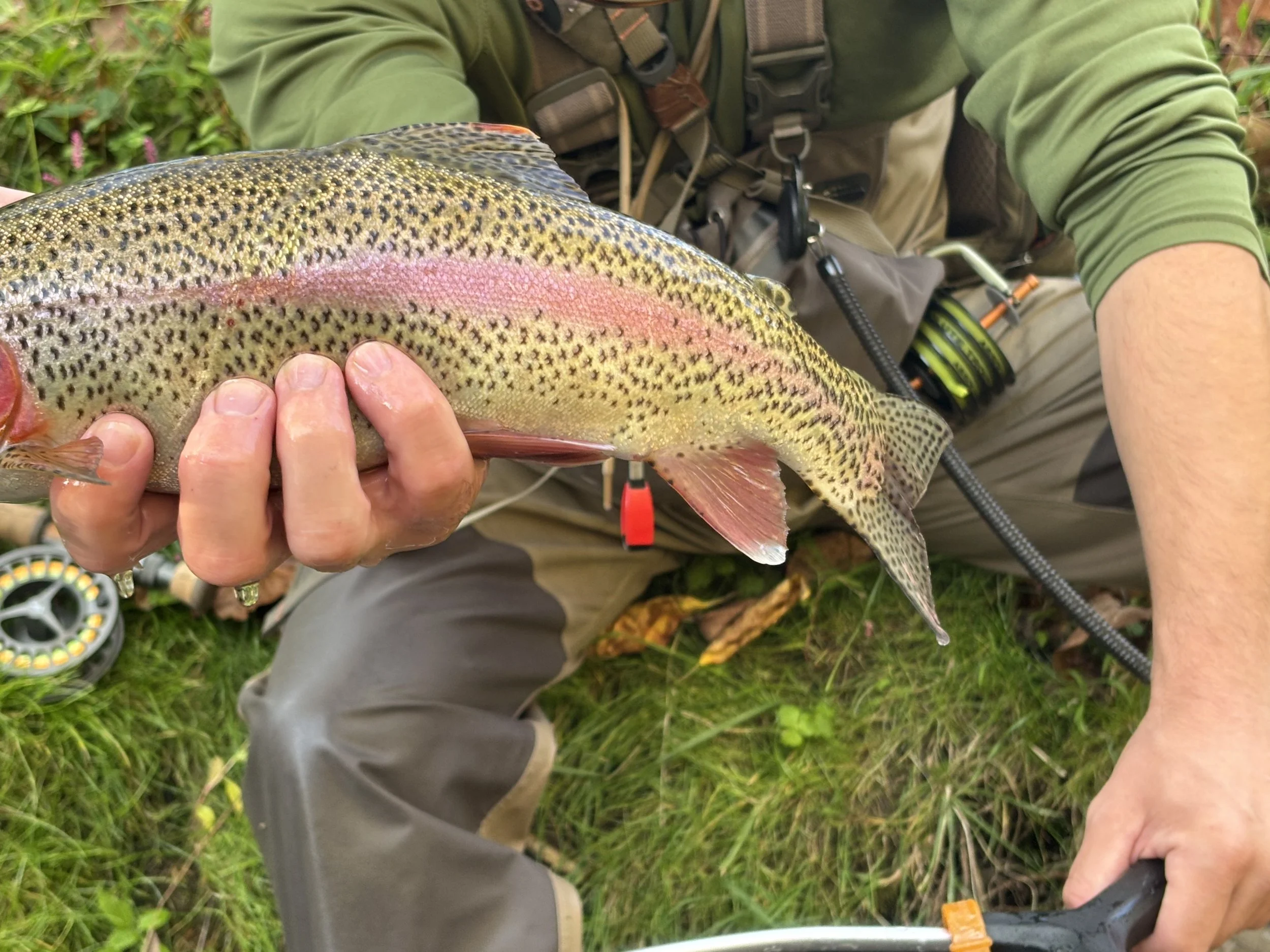 Close-up of a person holding a rainbow trout fish, showing its colorful, spotted body. The person is outdoors, wearing a green long-sleeve shirt and beige pants, with fishing gear visible.