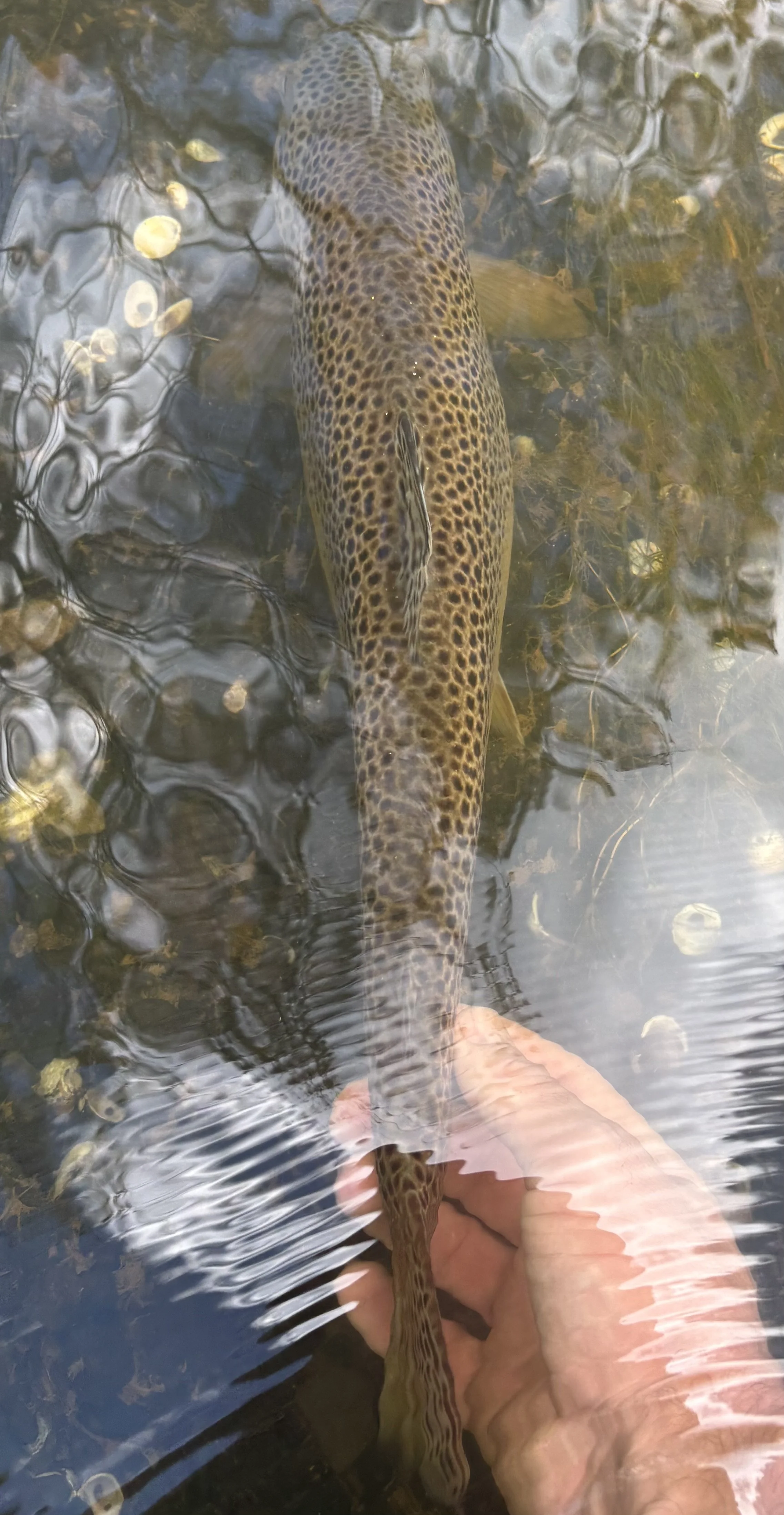 A person holding a fish in clear water with a rocky and leafy bottom.