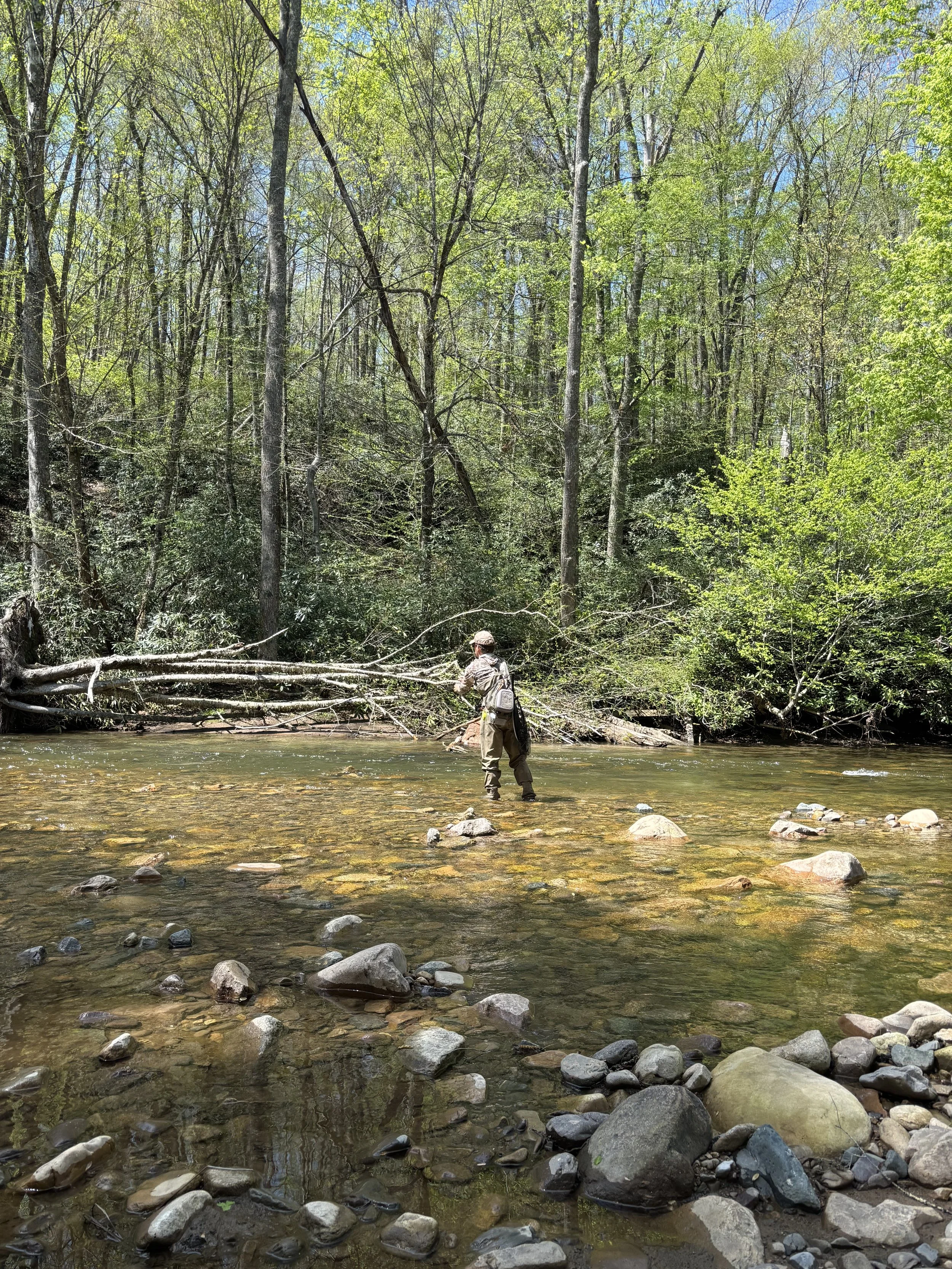 A person standing in a shallow, rocky stream surrounded by a dense forest of leafing trees on a bright, sunny day.