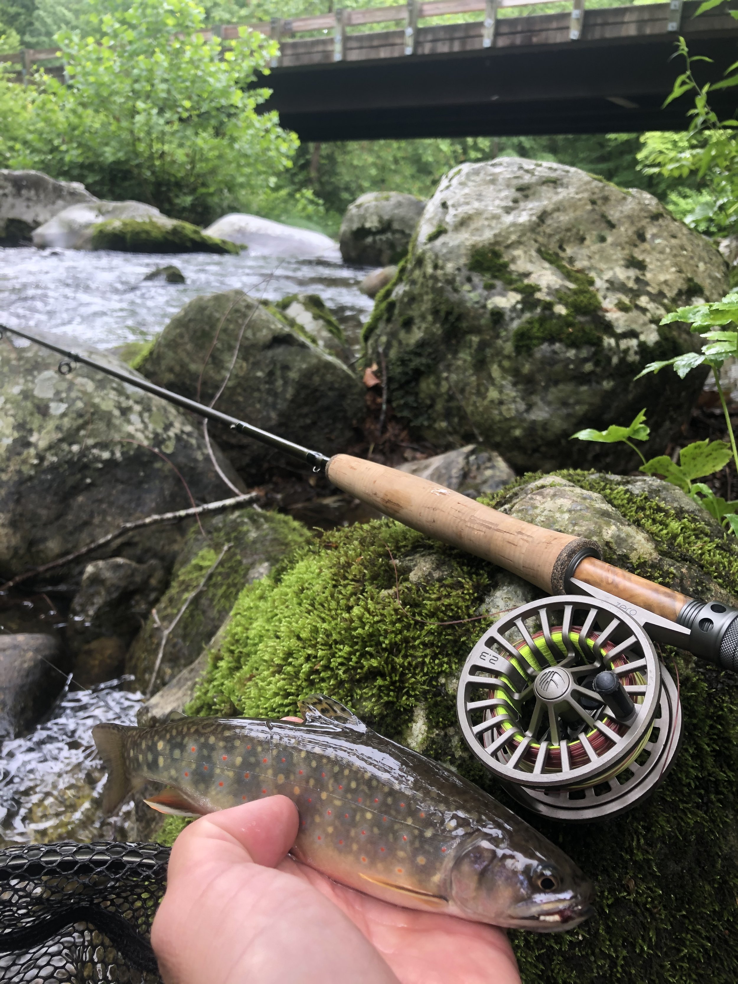 A person holding a freshly caught fish over a stream surrounded by moss-covered rocks and green foliage. A fly fishing rod and reel are resting on the rocks nearby, with a bridge visible in the background.