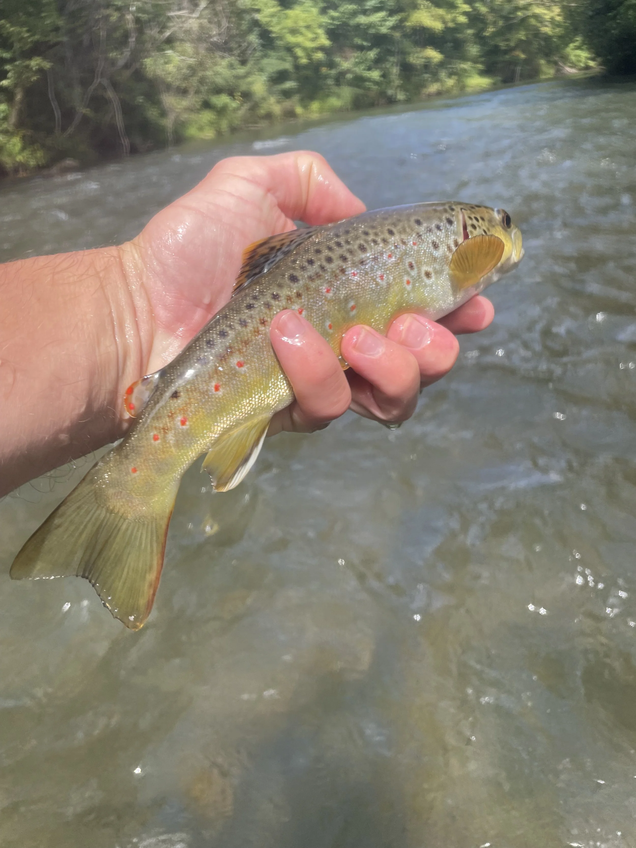 A person holding a small fish with colorful spots in a river or stream near green trees.