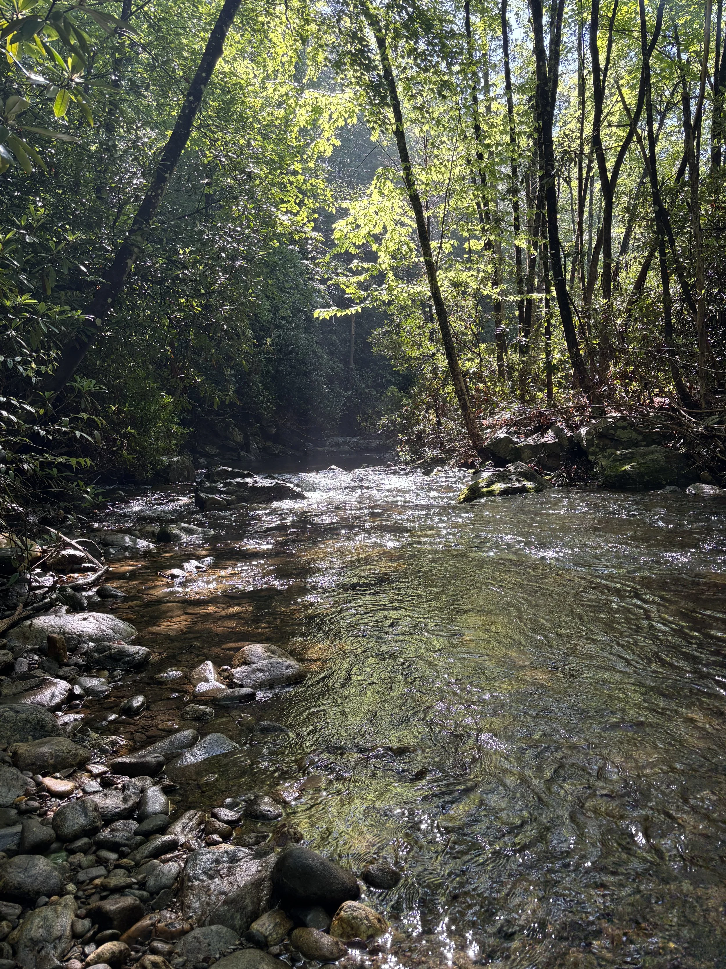 Sunlight filtering through dense green trees over a rocky stream in a forest.