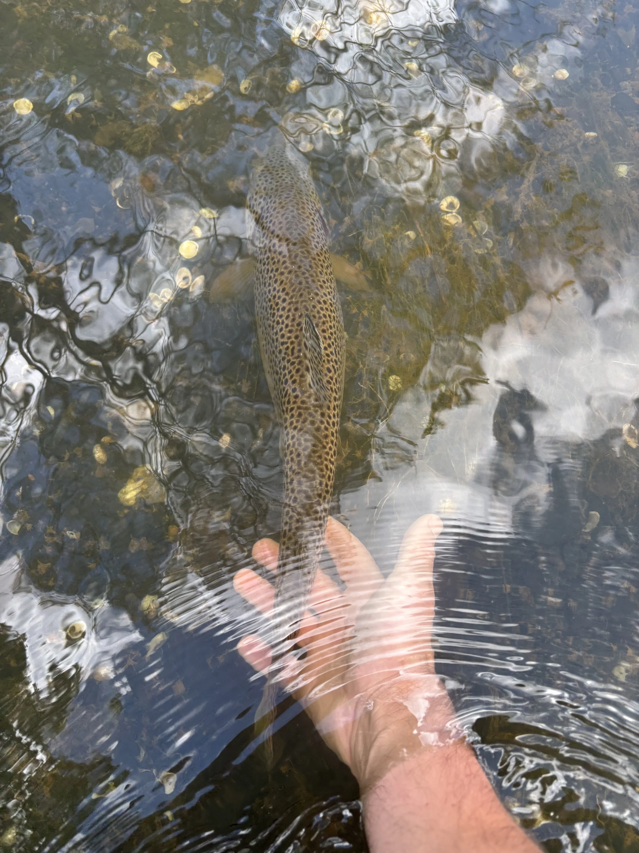 A person’s leg and foot in a shallow, clear river, with a spotted fish swimming underneath the water near the foot.