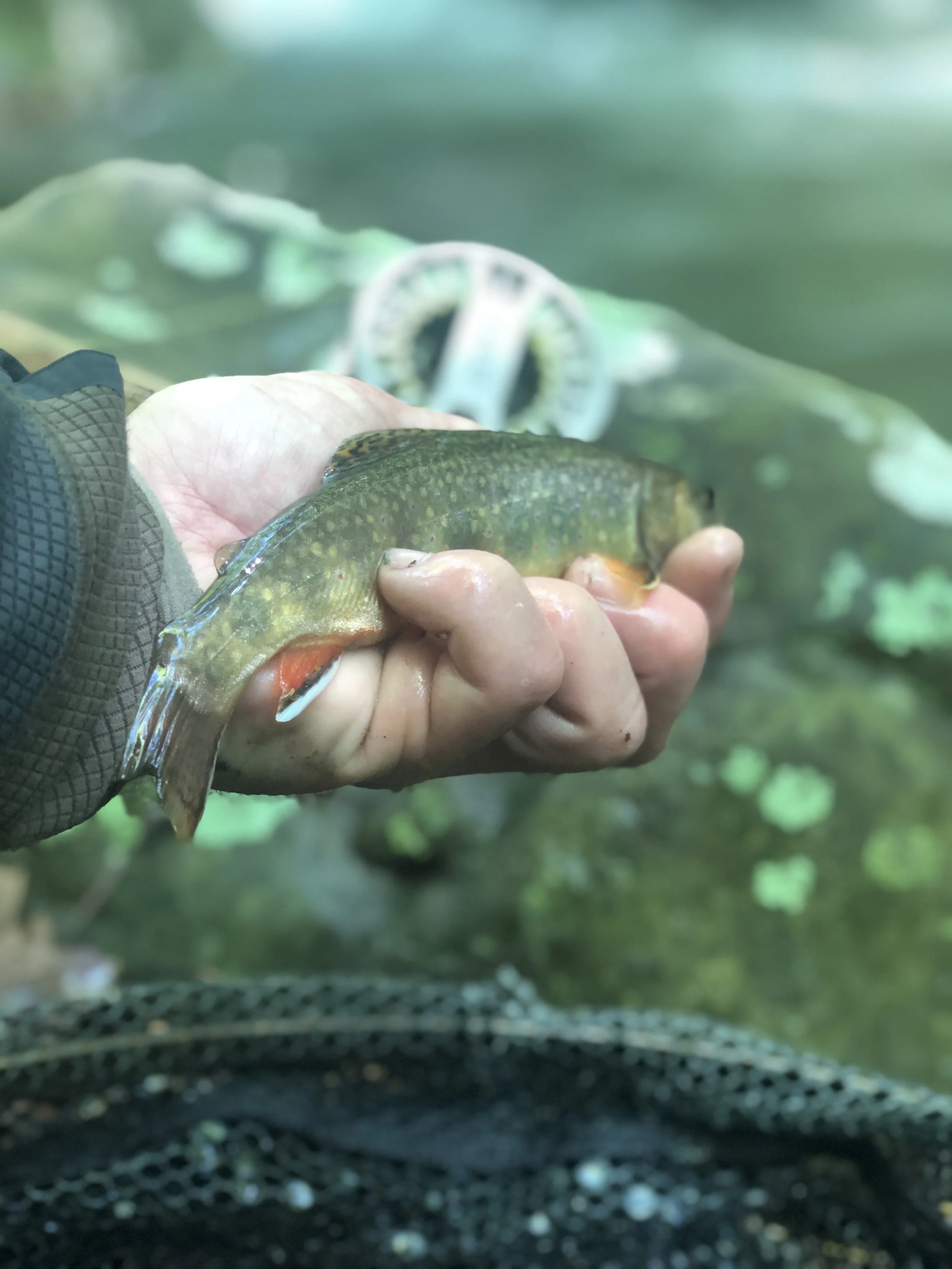 Person holding a small fish over water, with a 40-50 cent coin in the background.