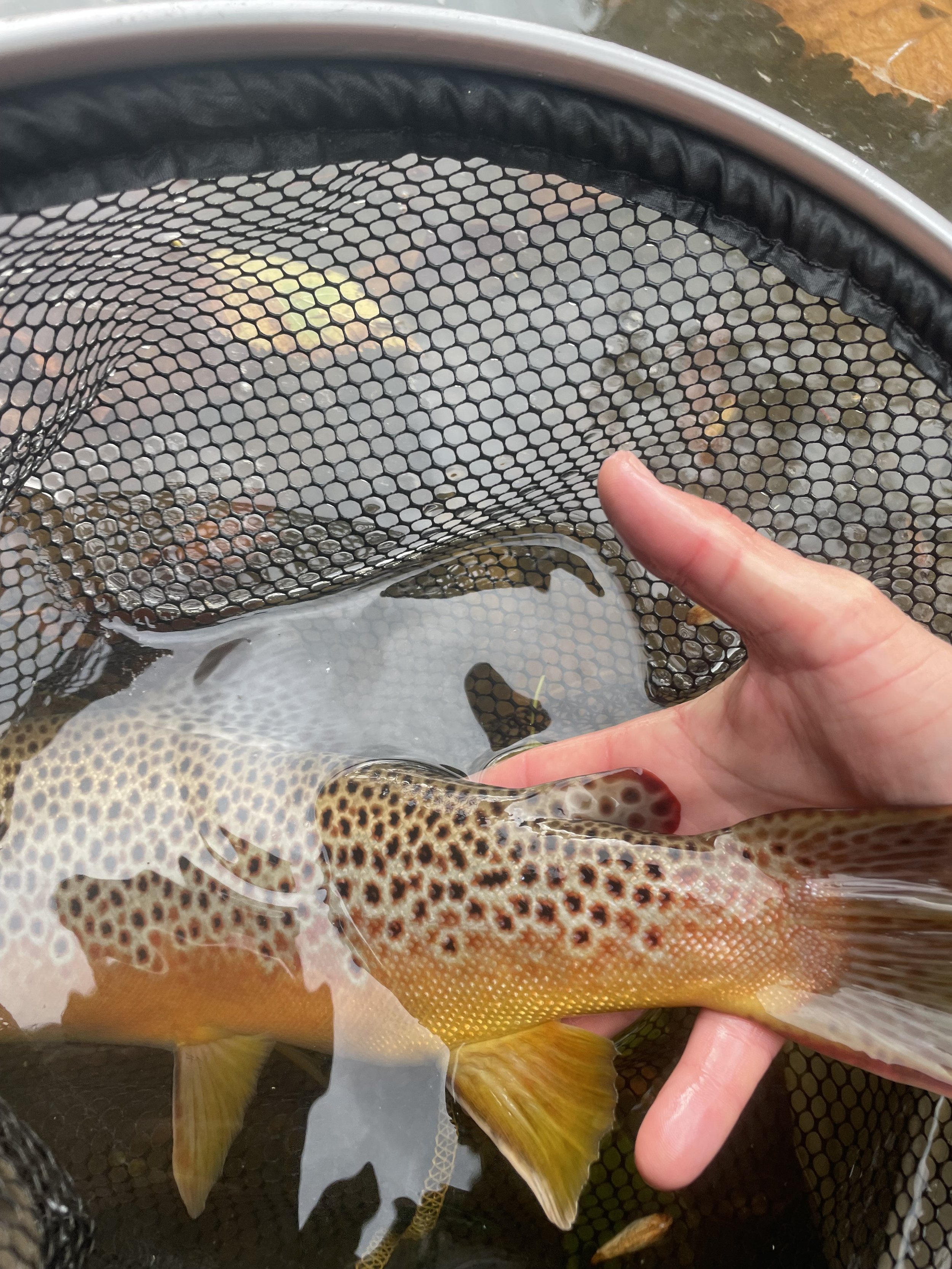 A person's hand holding a spotted fish in a net over water, with other fish visible beneath.