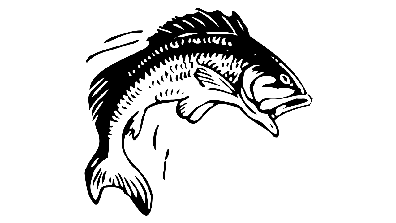 Black and white illustration of a fish with detailed fins and scales.