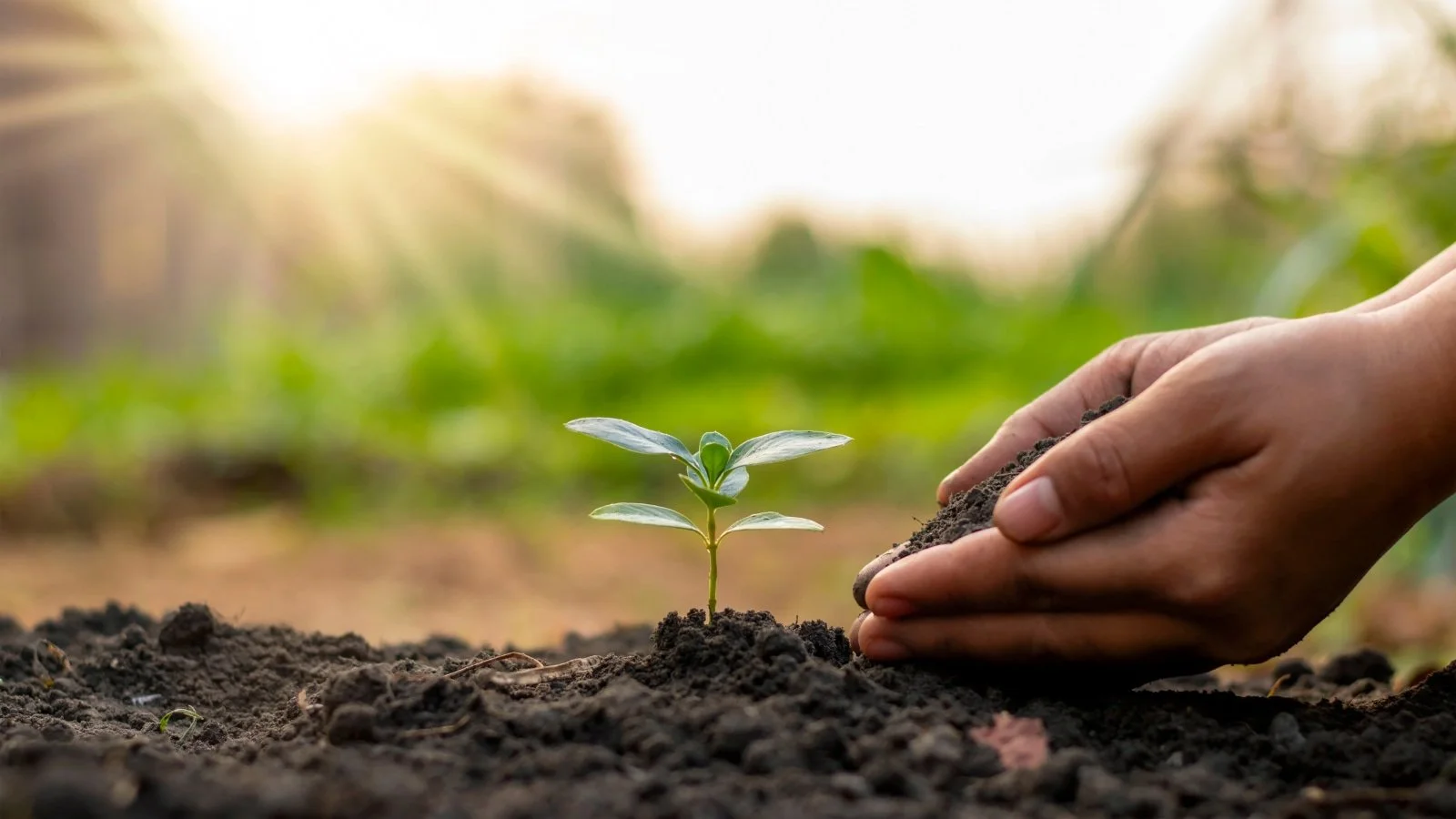 A small sprout of a plant coming out of the soil and hands next to the sprout holding soil