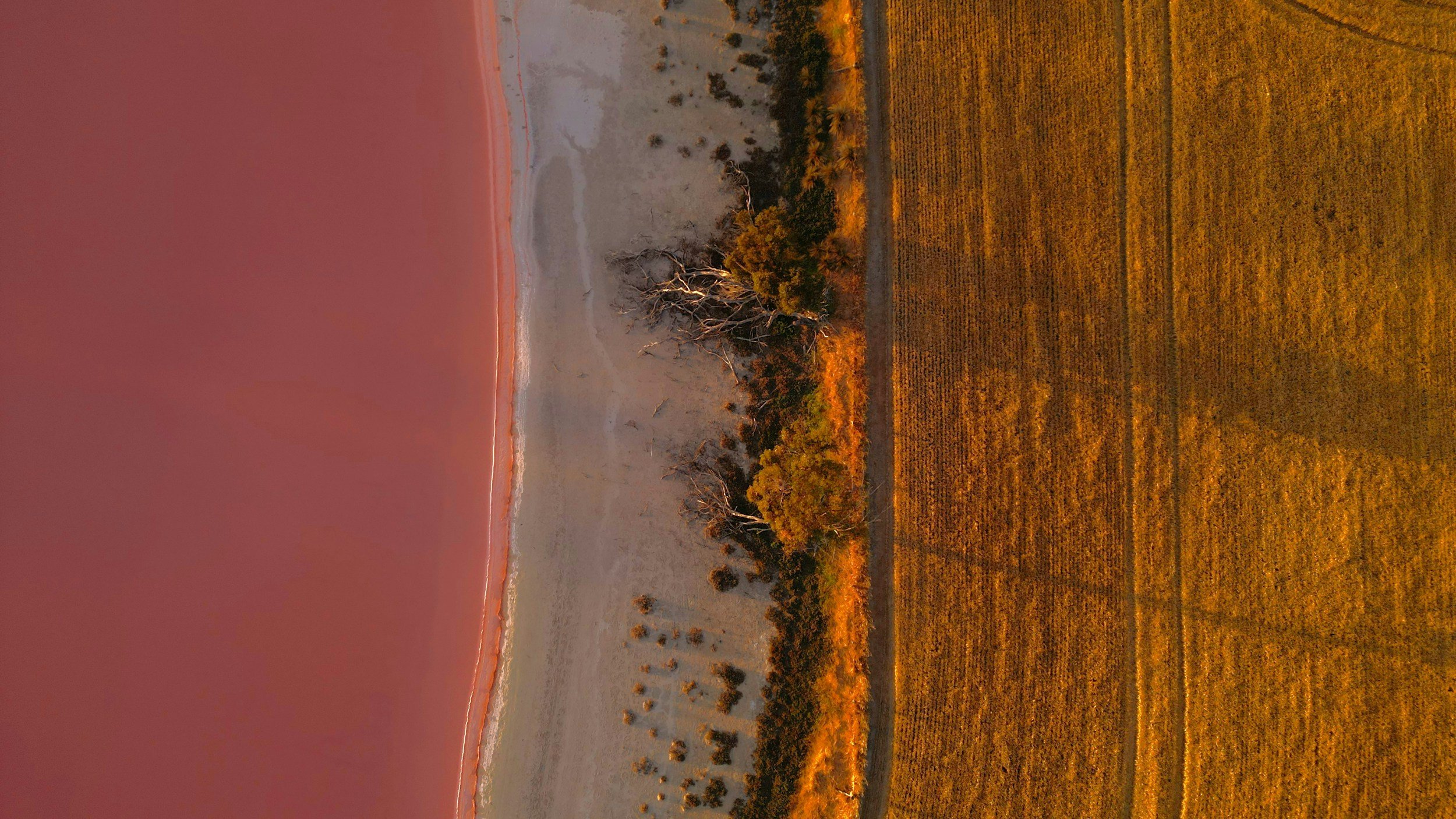A landscape scene showing a pinkish sunset sky over a white salt flat with patches of salt crusts, and an area with dried trees and shrubs at the edge of the salt flat, with a golden field of grass or crops in the foreground.