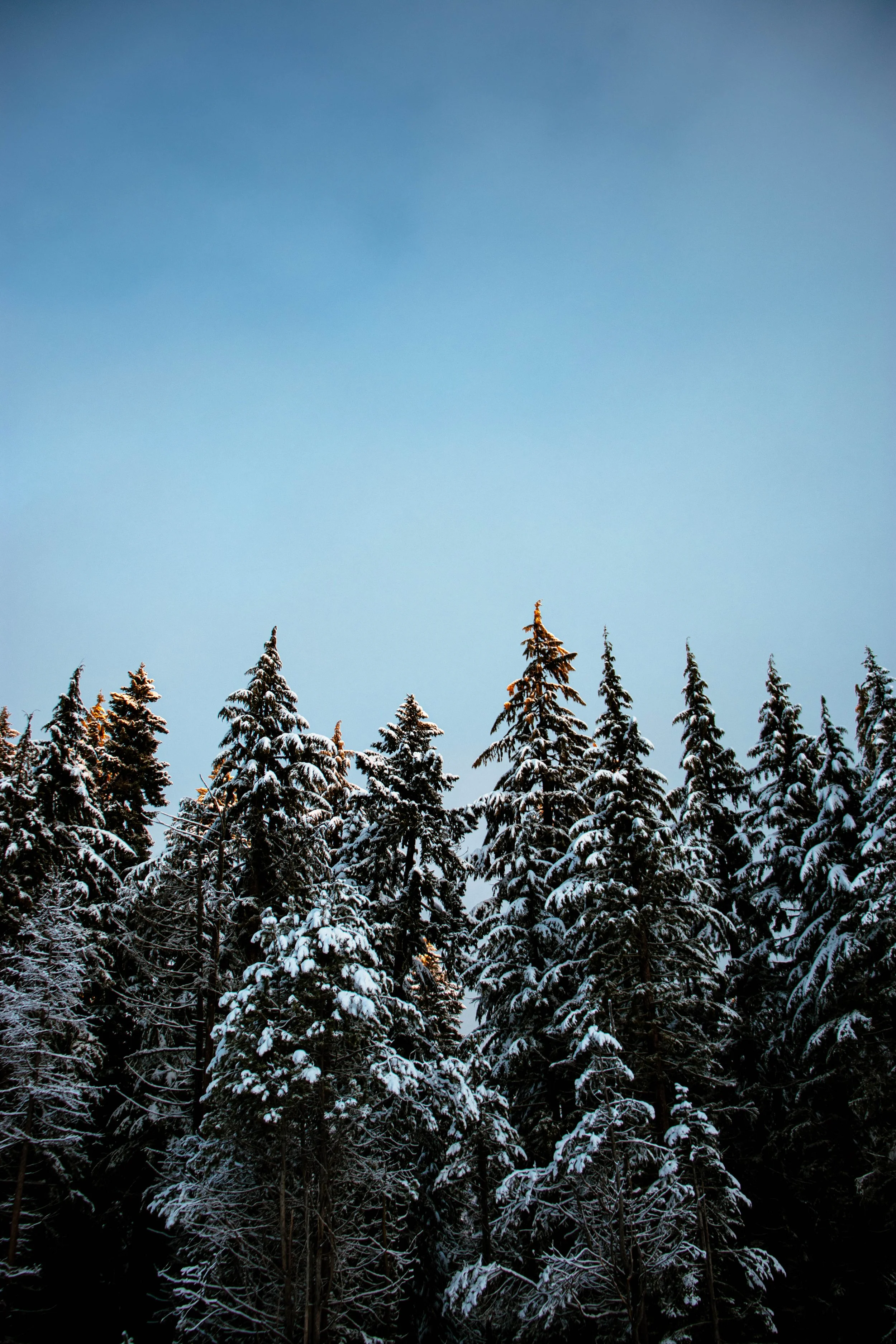 Morning Before Timberline_cool2.jpg