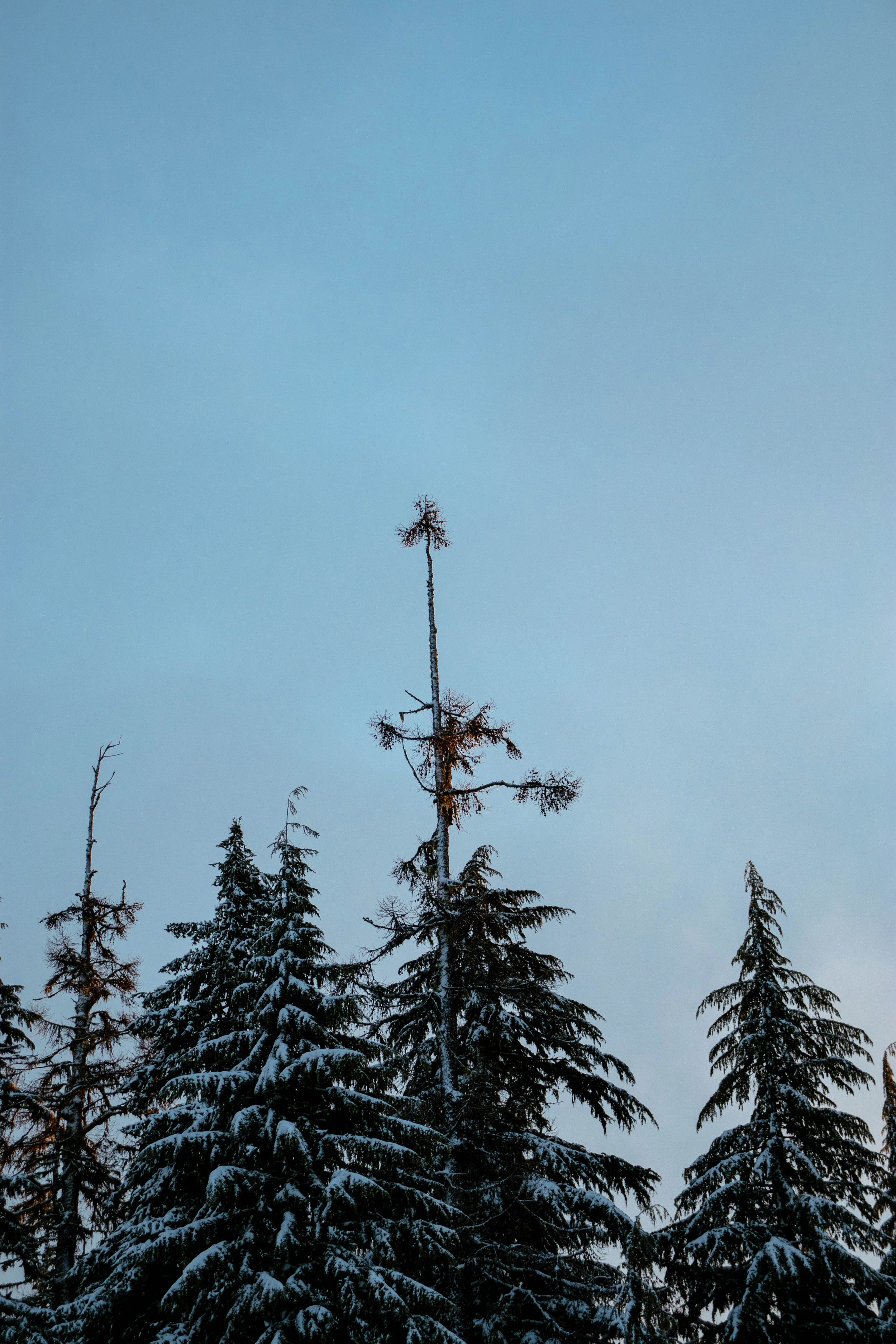 Morning Before Timberline_cool7.jpg