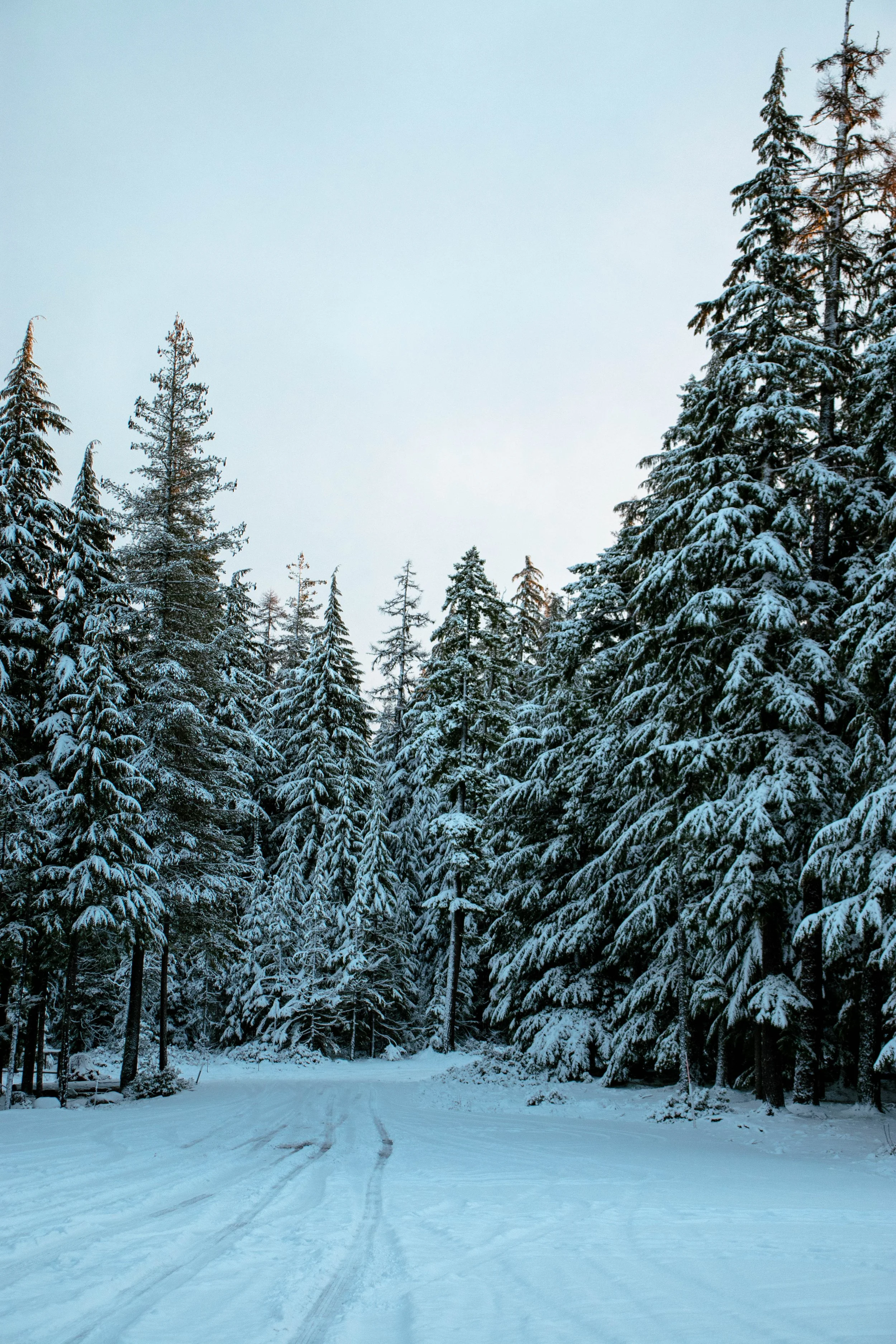 Morning Before Timberline_wn06_3.jpg