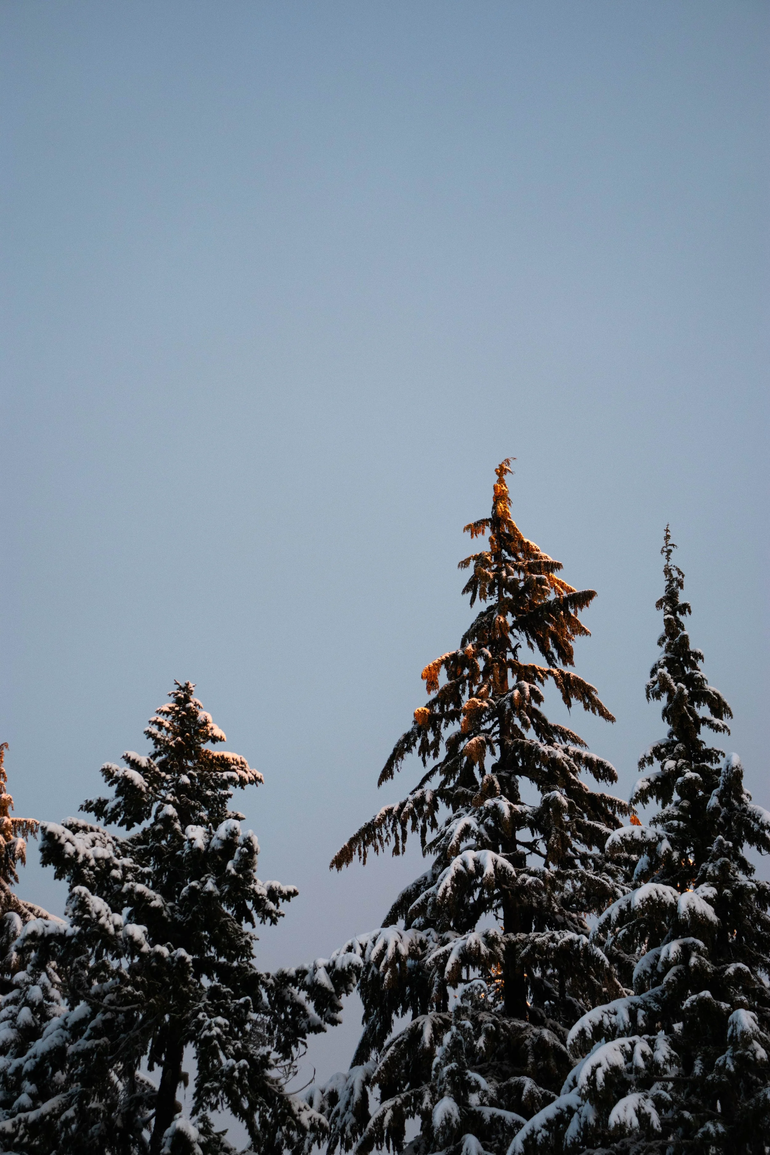 Morning Before Timberline_2.jpg