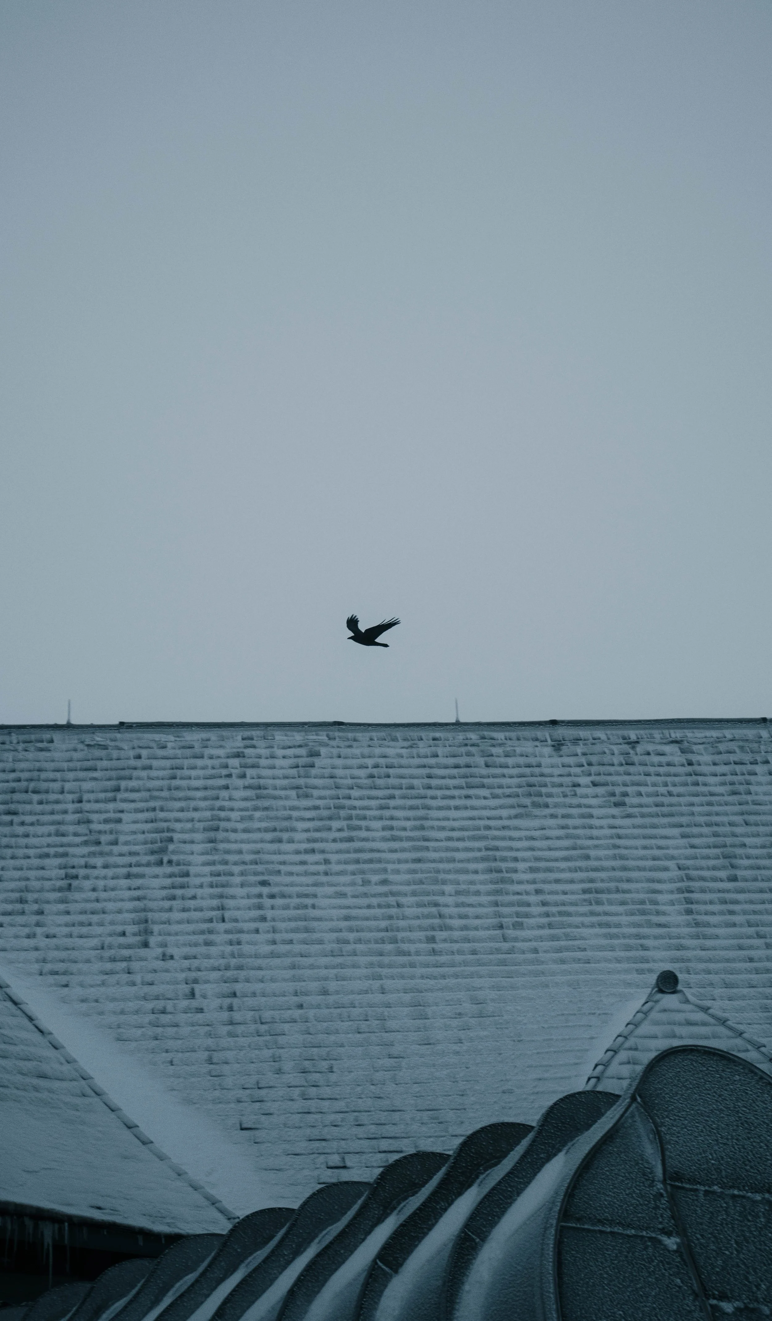 Timberline_Crow_wn03_Crop.jpg