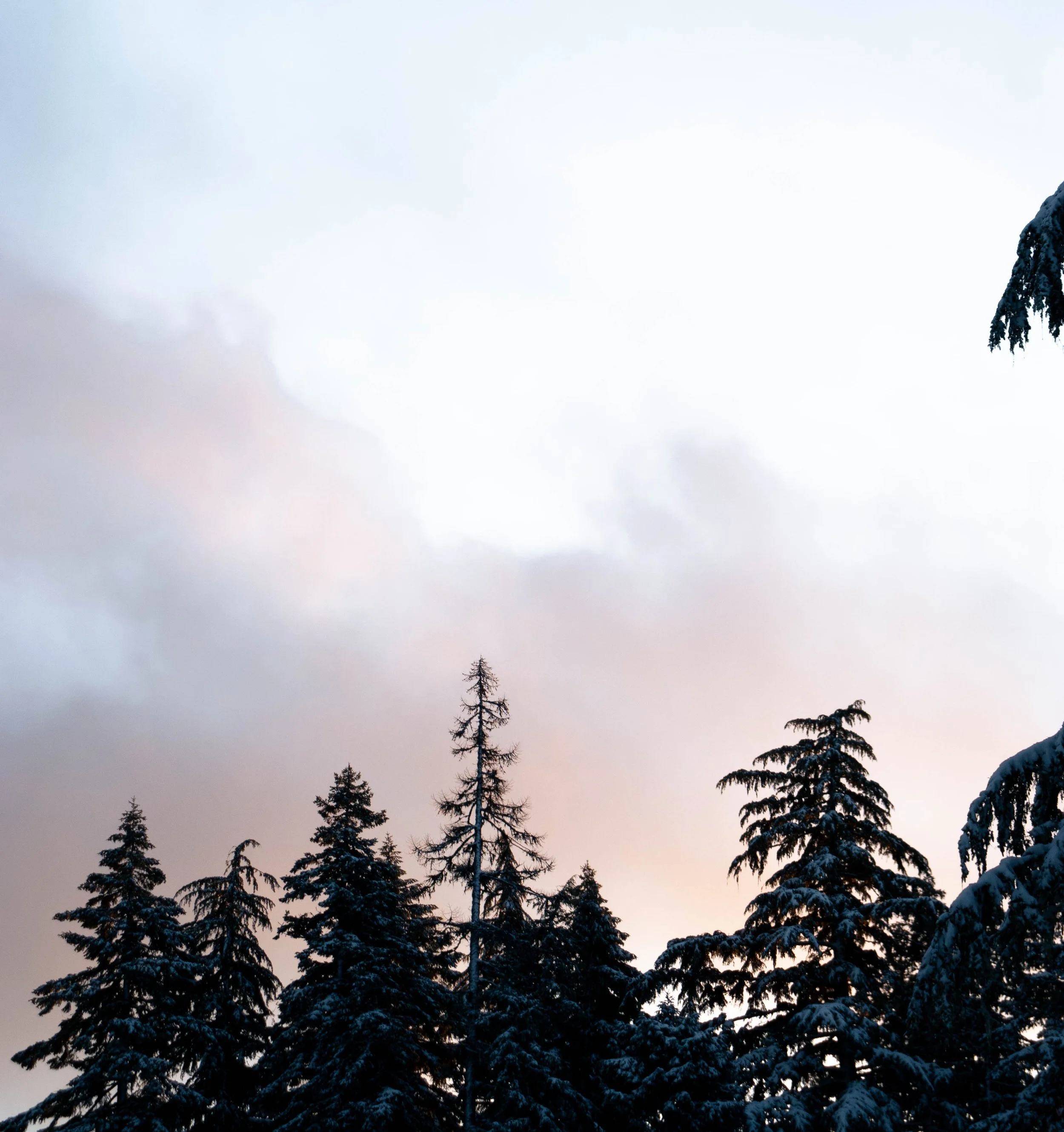 Morning Before Timberline_wn02_2.jpg