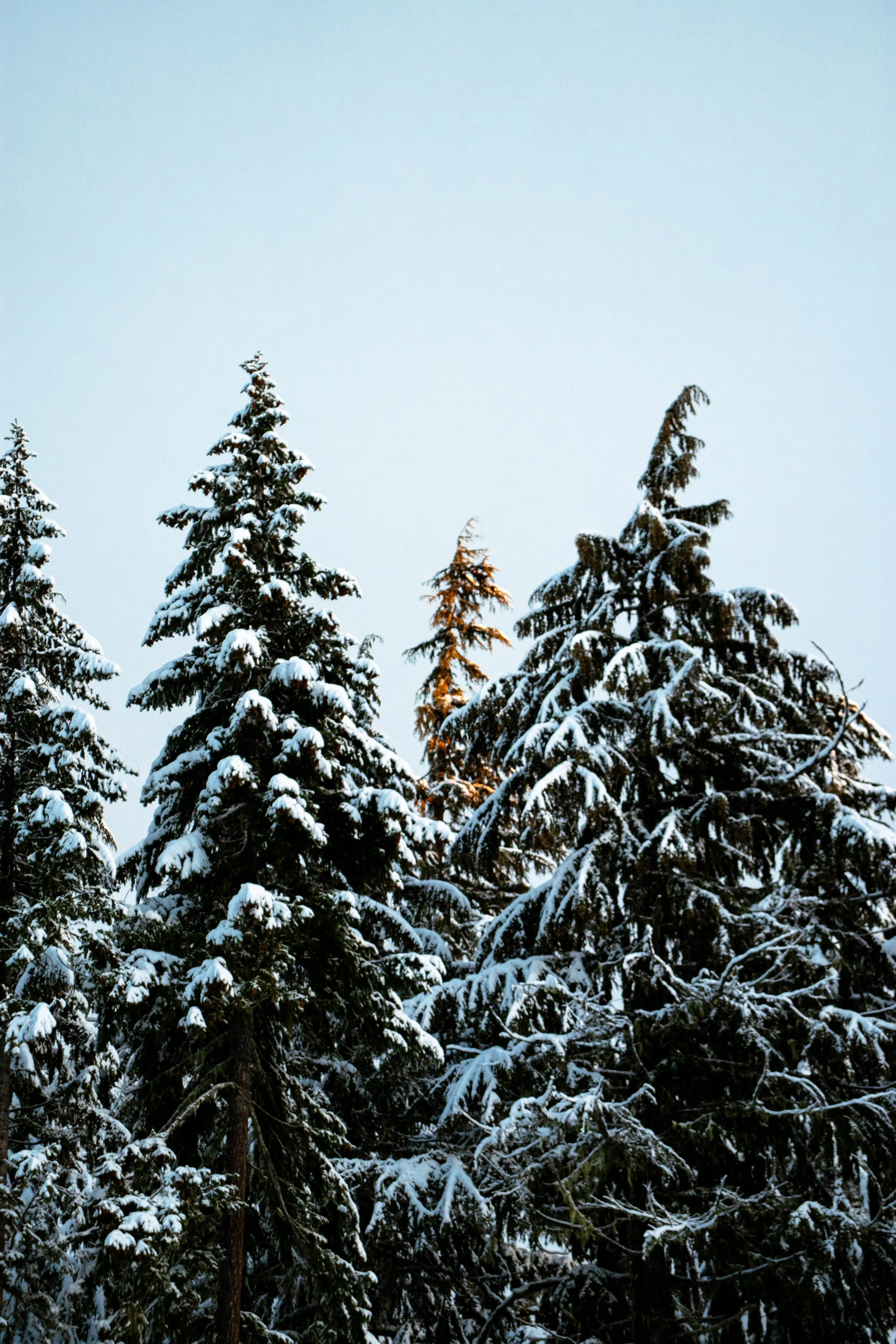 Morning Before Timberline_cool1.jpg