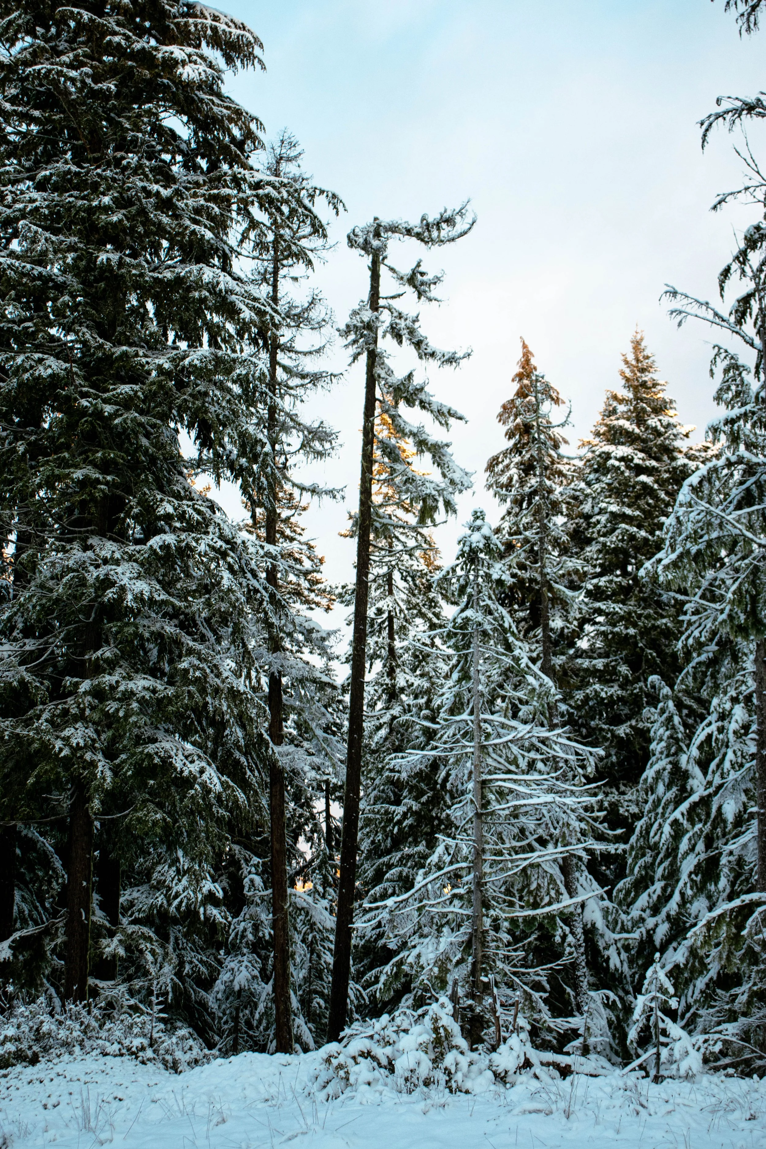 Winter _wn06_5.jpg