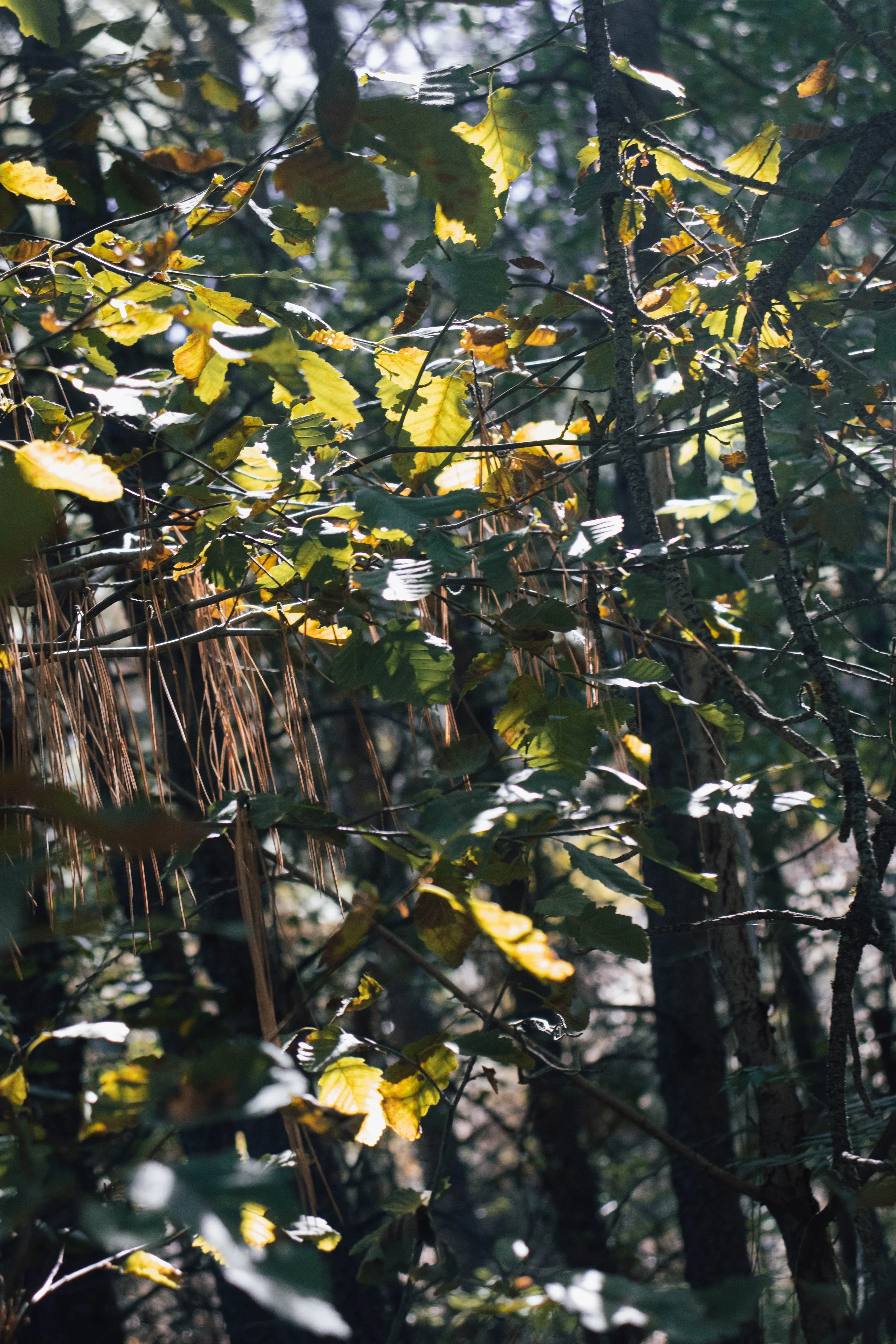 Leaves.jpg