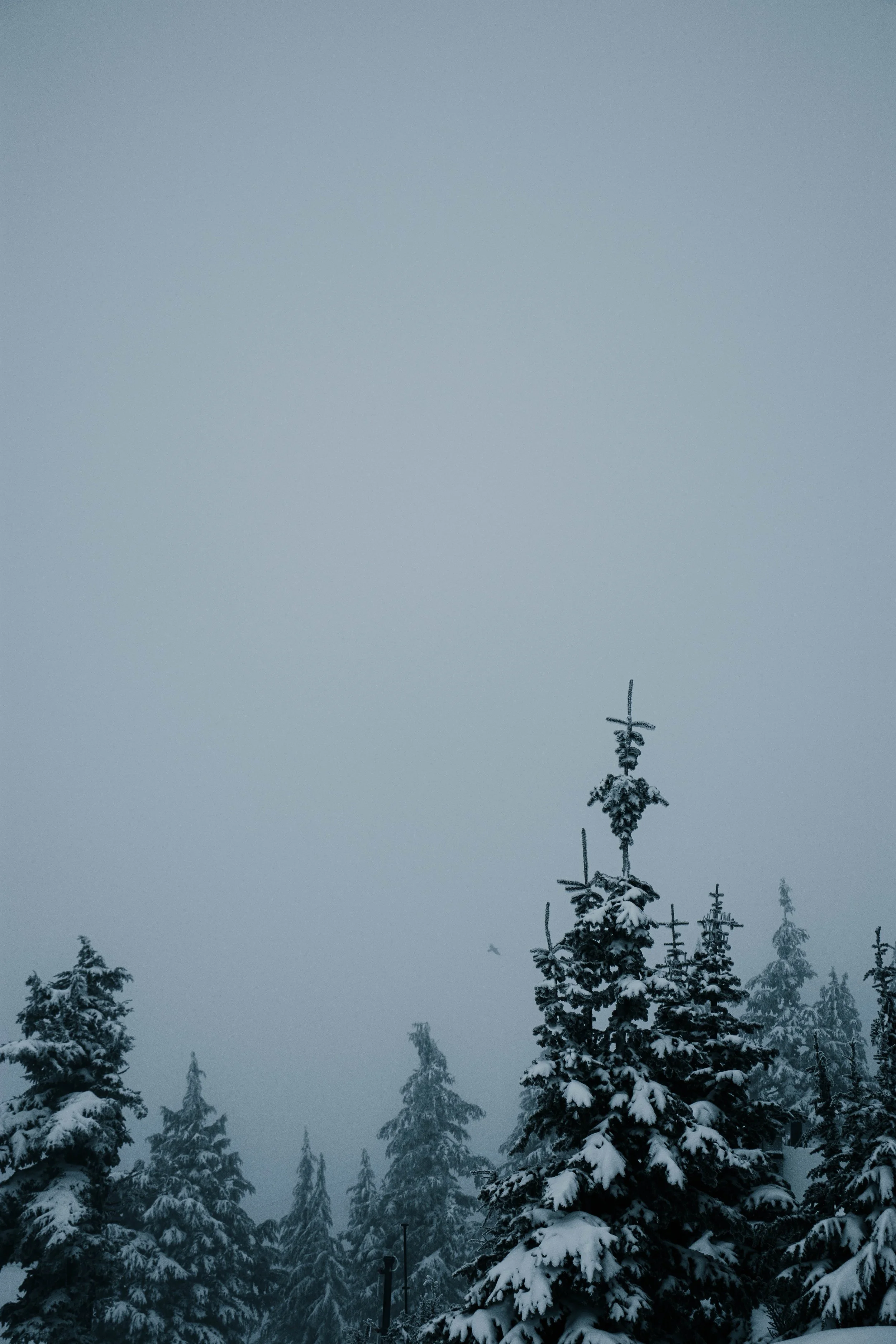 Trees with Crow_1_WN03.jpg