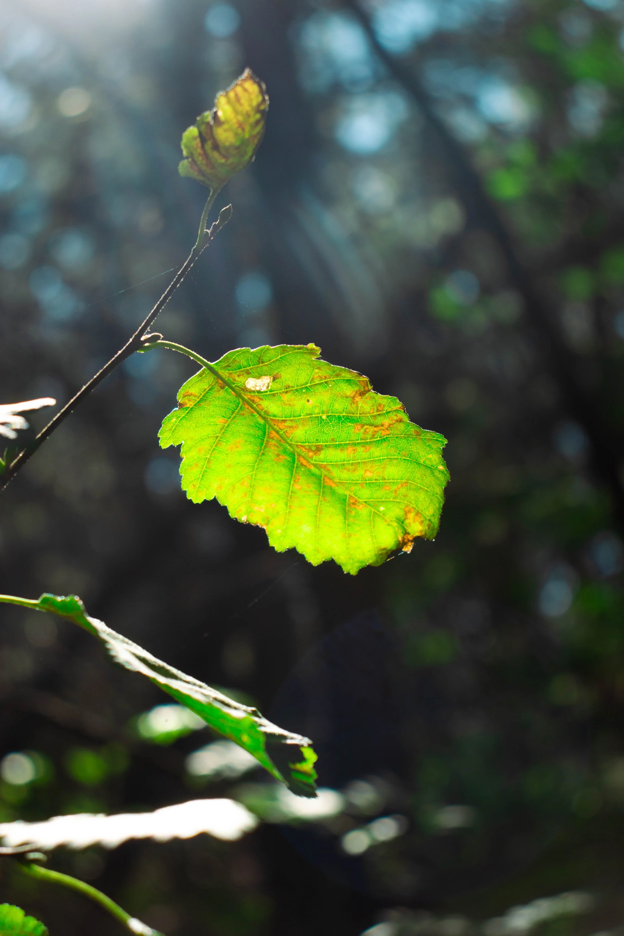 leaf_5.jpg