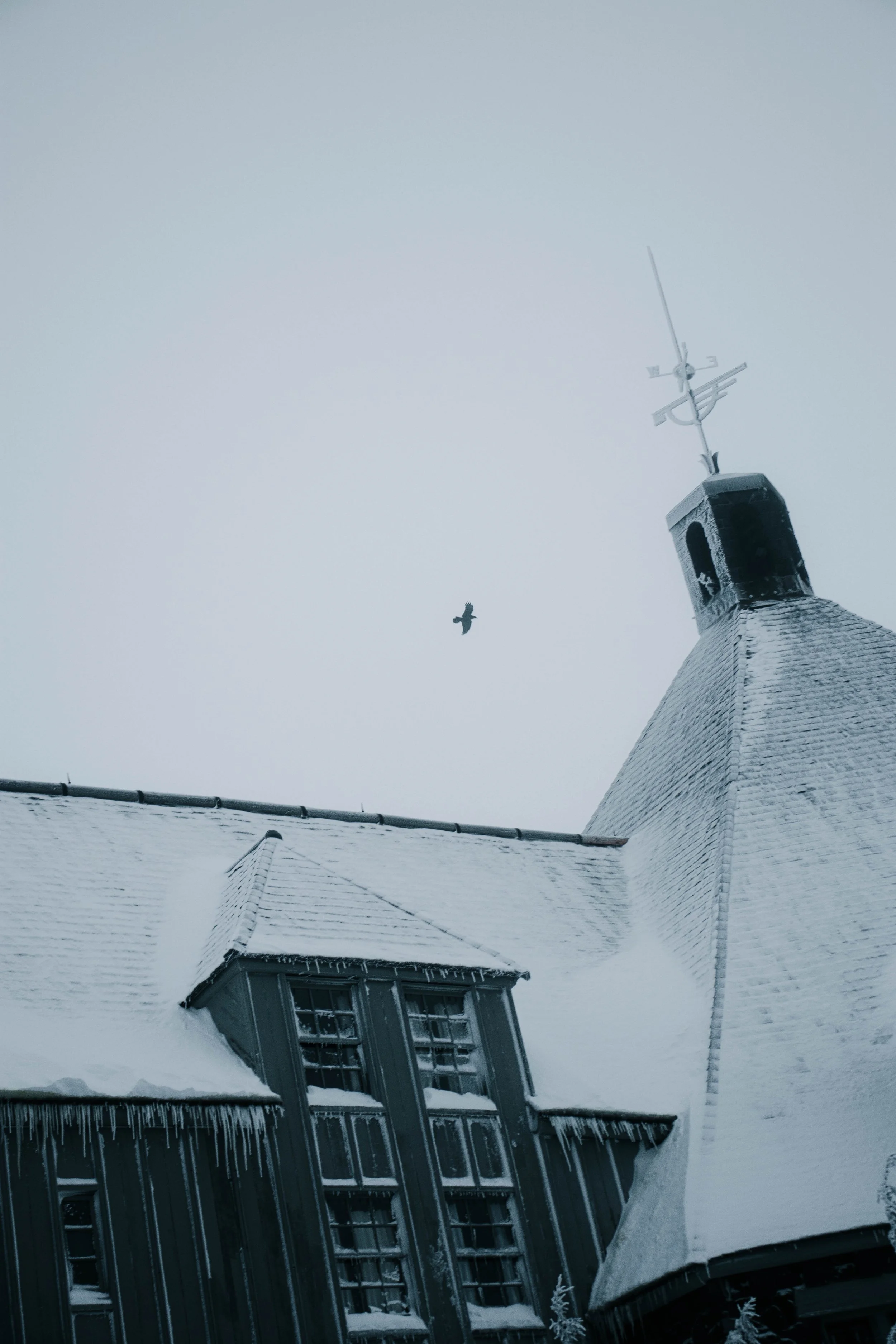 Timberline_Crow_wn03.jpg