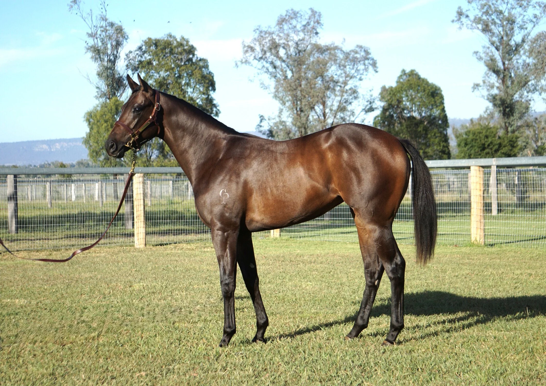 Cosmic Force x Missile Rain filly - AVAILABLE NOW