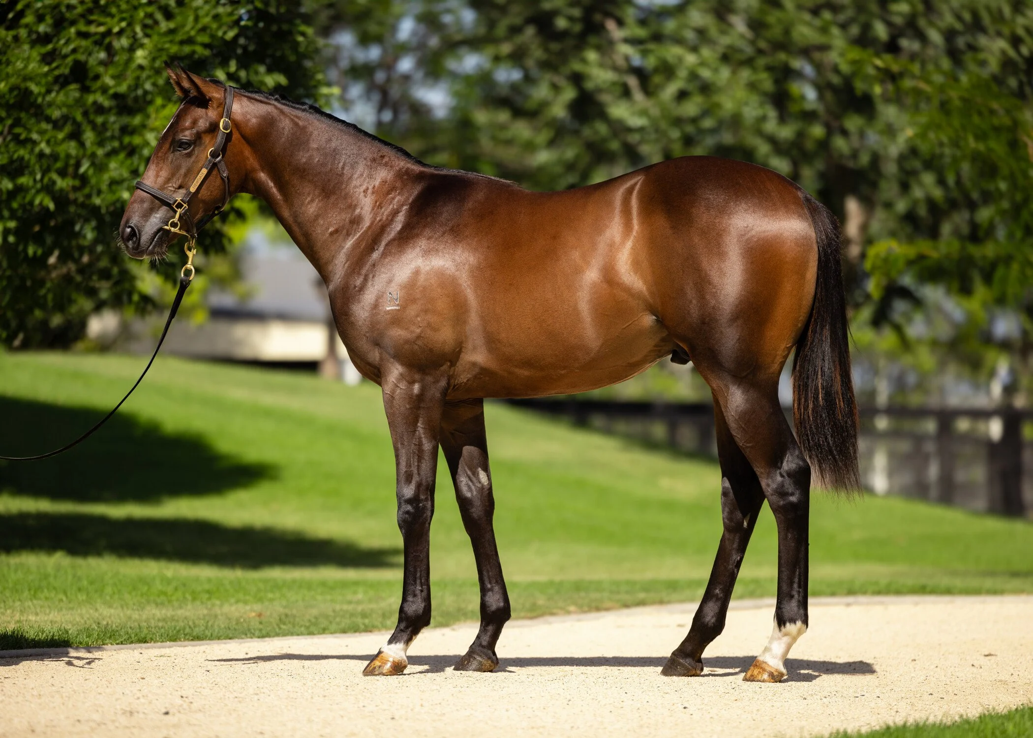 COSMIC AVENGER WINS $80,000 MTC GUINEAS 