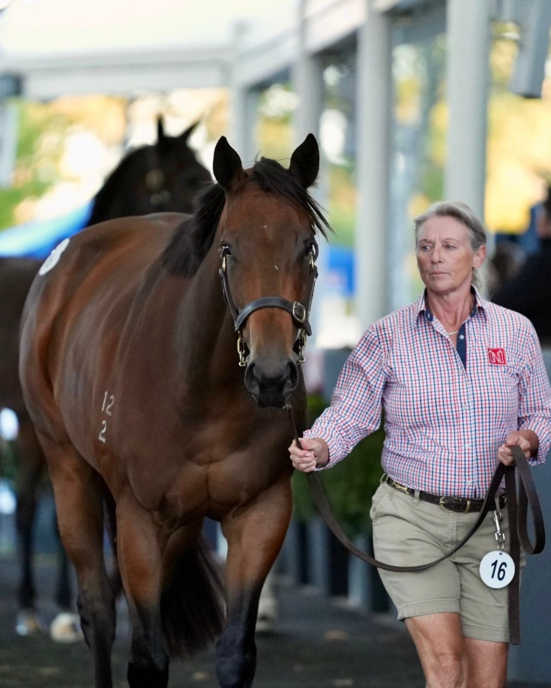 TRICOLOURS OWNERS CELEBRATE                      THE PLAYWRIGHT SELLS FOR $675,000