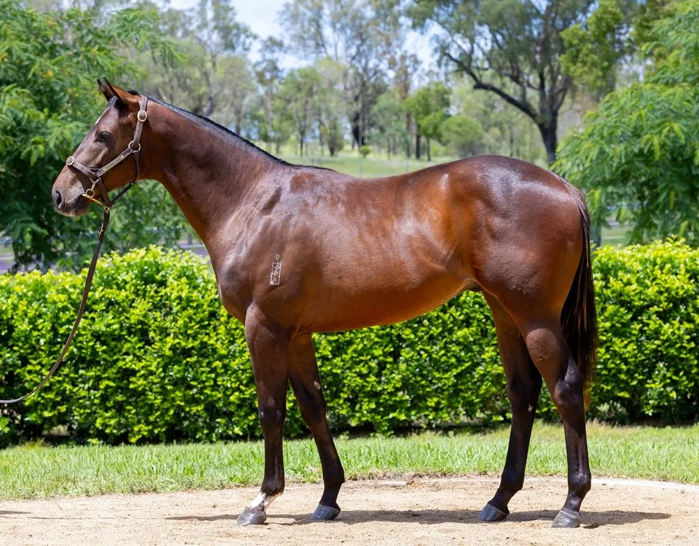 PINOT PIRATE WINS ON DEBUT 