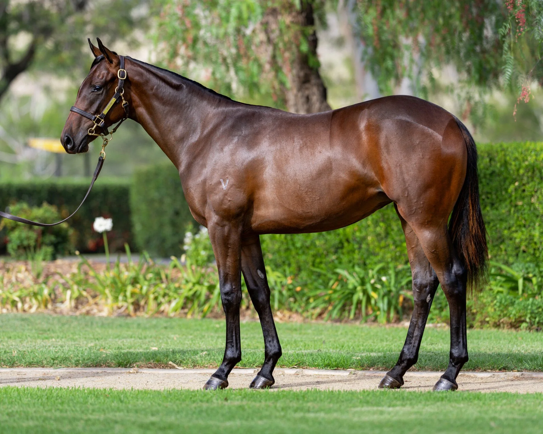 All Too Hard x Medovina filly - AVAILABLE NOW