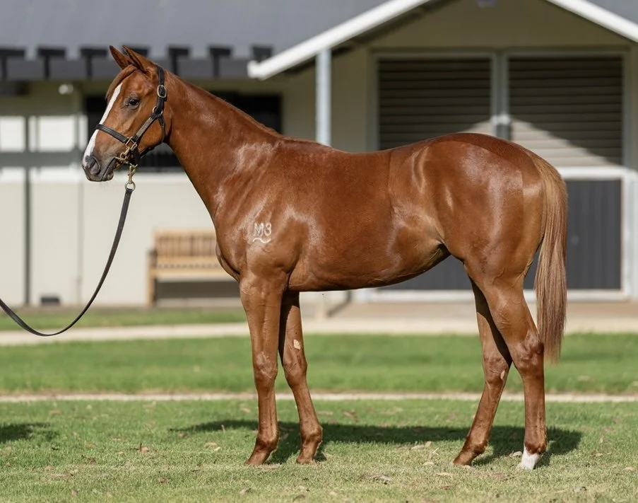 Bivouac x Unusual Dream.jpeg