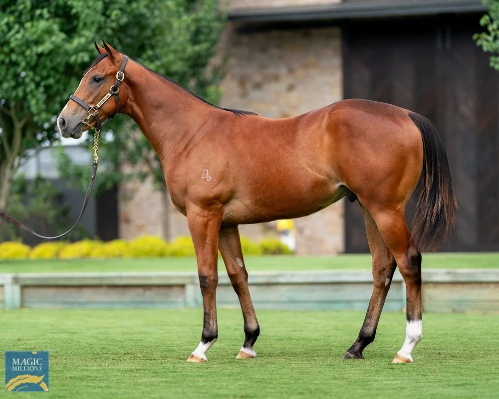 Sir Luxalot trained by david Pfeiffer