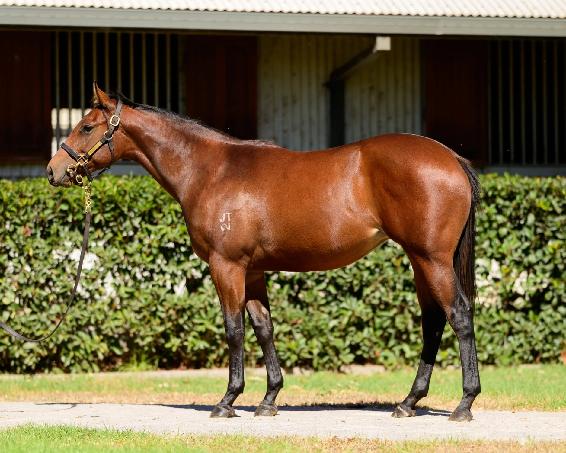 Portland Sky x Little Miss Magic filly - AVAILABLE NOW