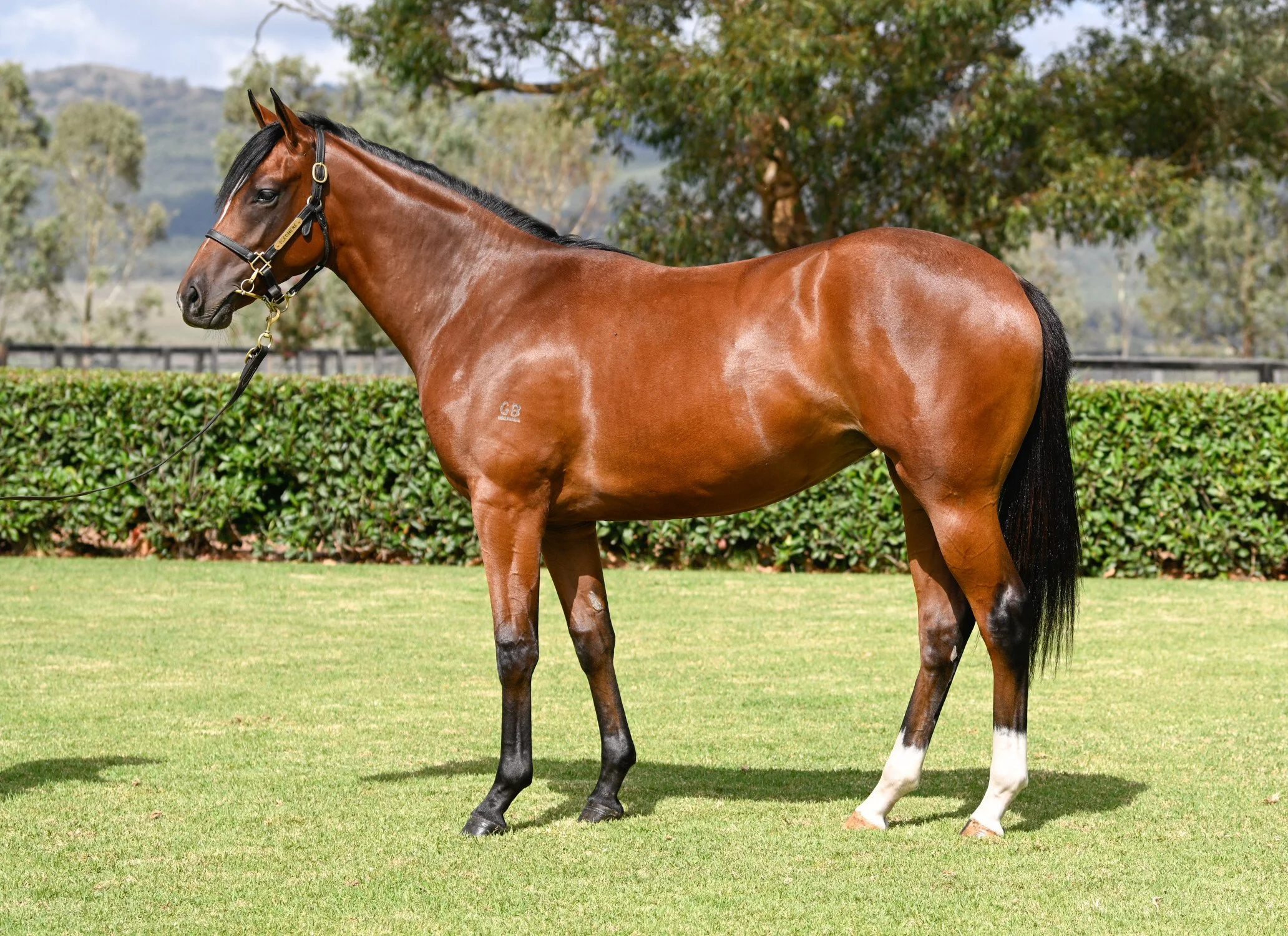 Elegant Legacy trained by John O'Shea and Tom Charlton
