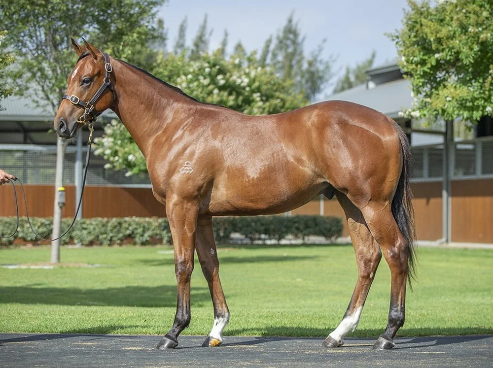Castelvecchio x Shirayuki colt trained by Mitch Beer and George Carpenter