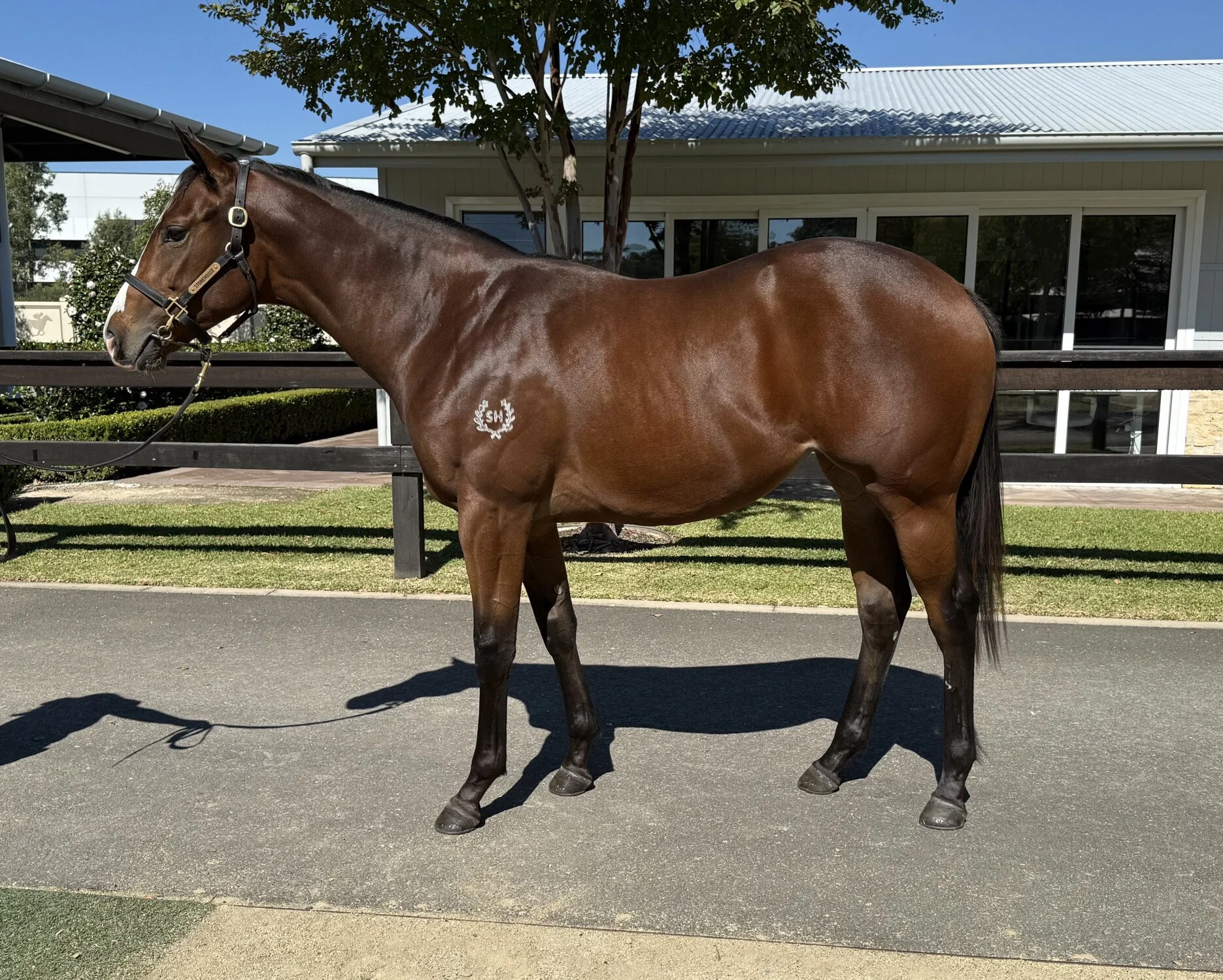 Pinatubo x Nothin' On Me filly - AVAILABLE NOW