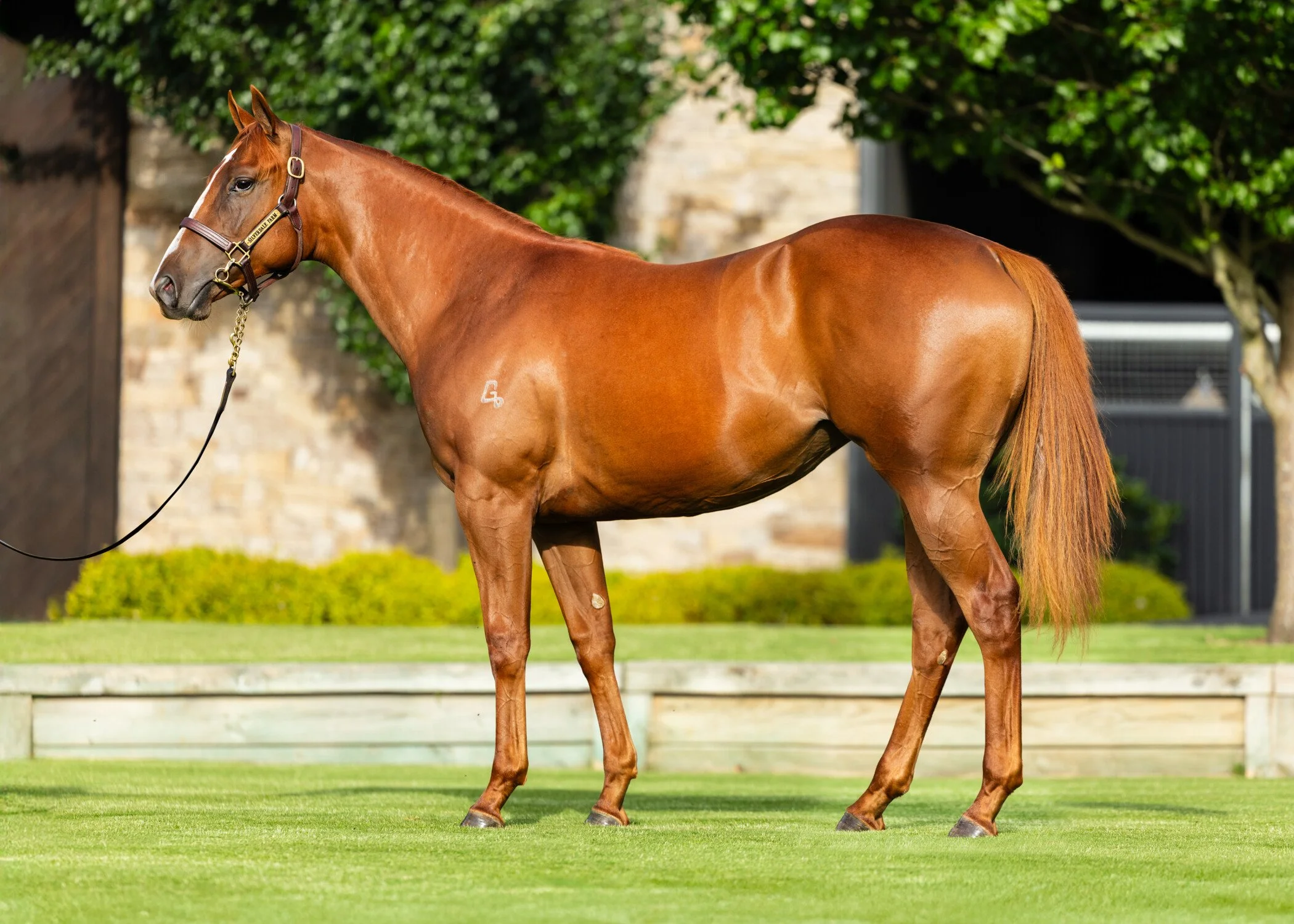Russian Revolution x Ruthin filly trained by Richard and Will Freedman
