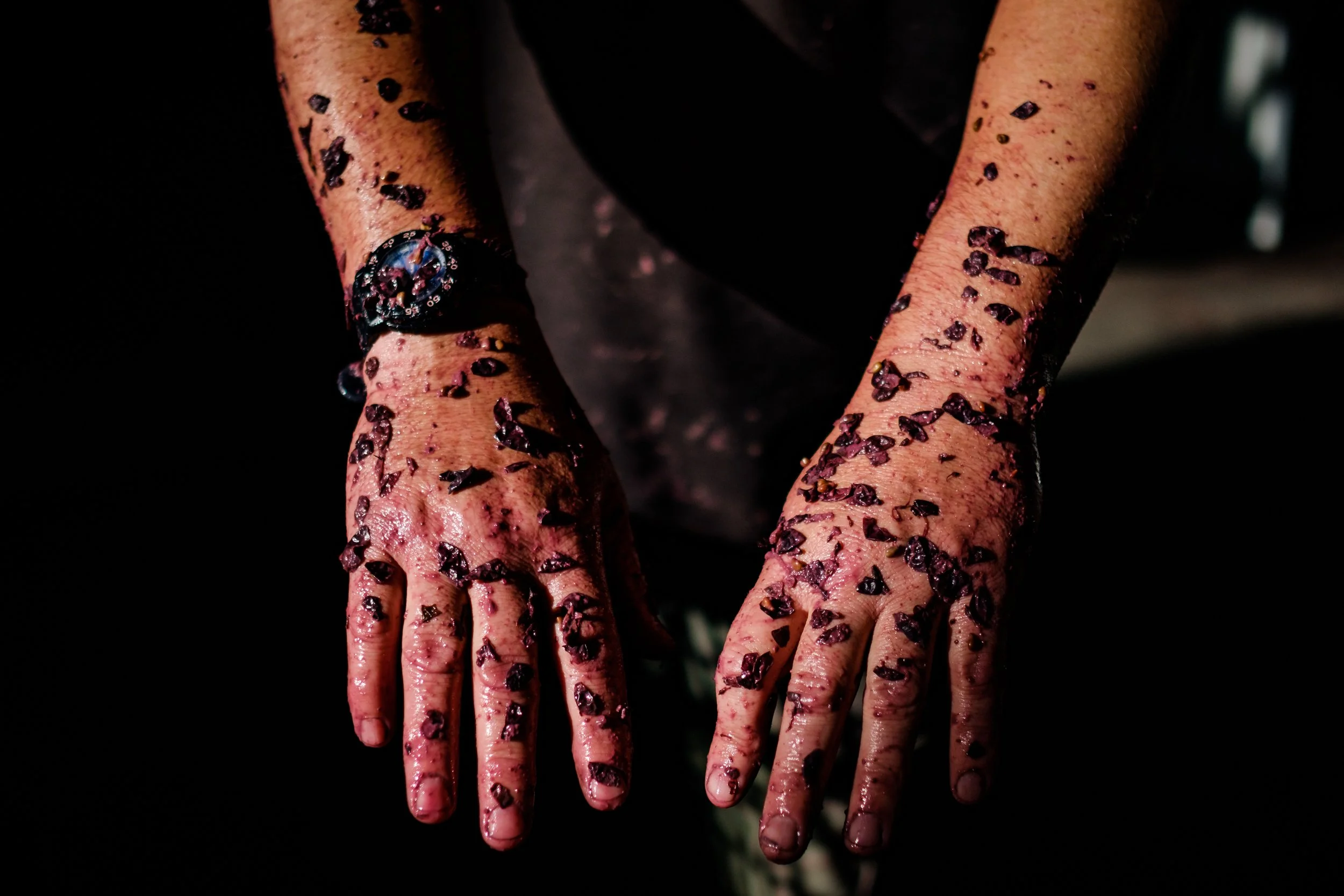 A pair of hands covered in grapes,  with a black watch on the left wrist. The background is dark, highlighting the wet hands and grapes.