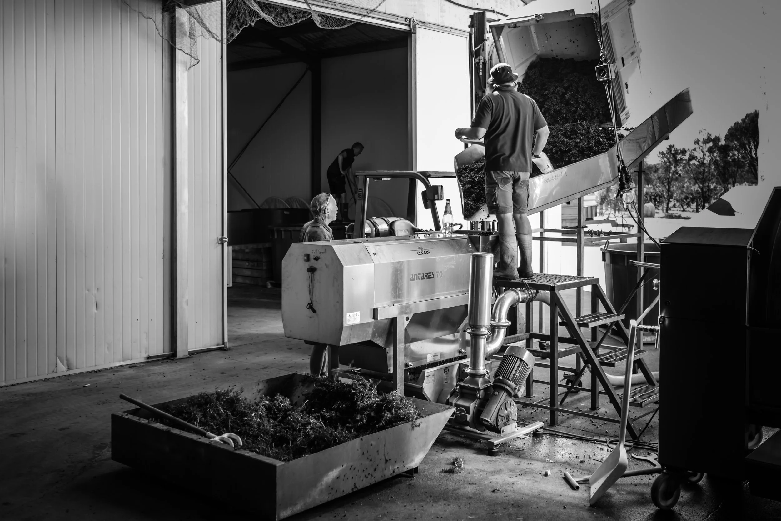 Workers operating a grape crusher inside a winery with open doors and outdoor scenery visible.