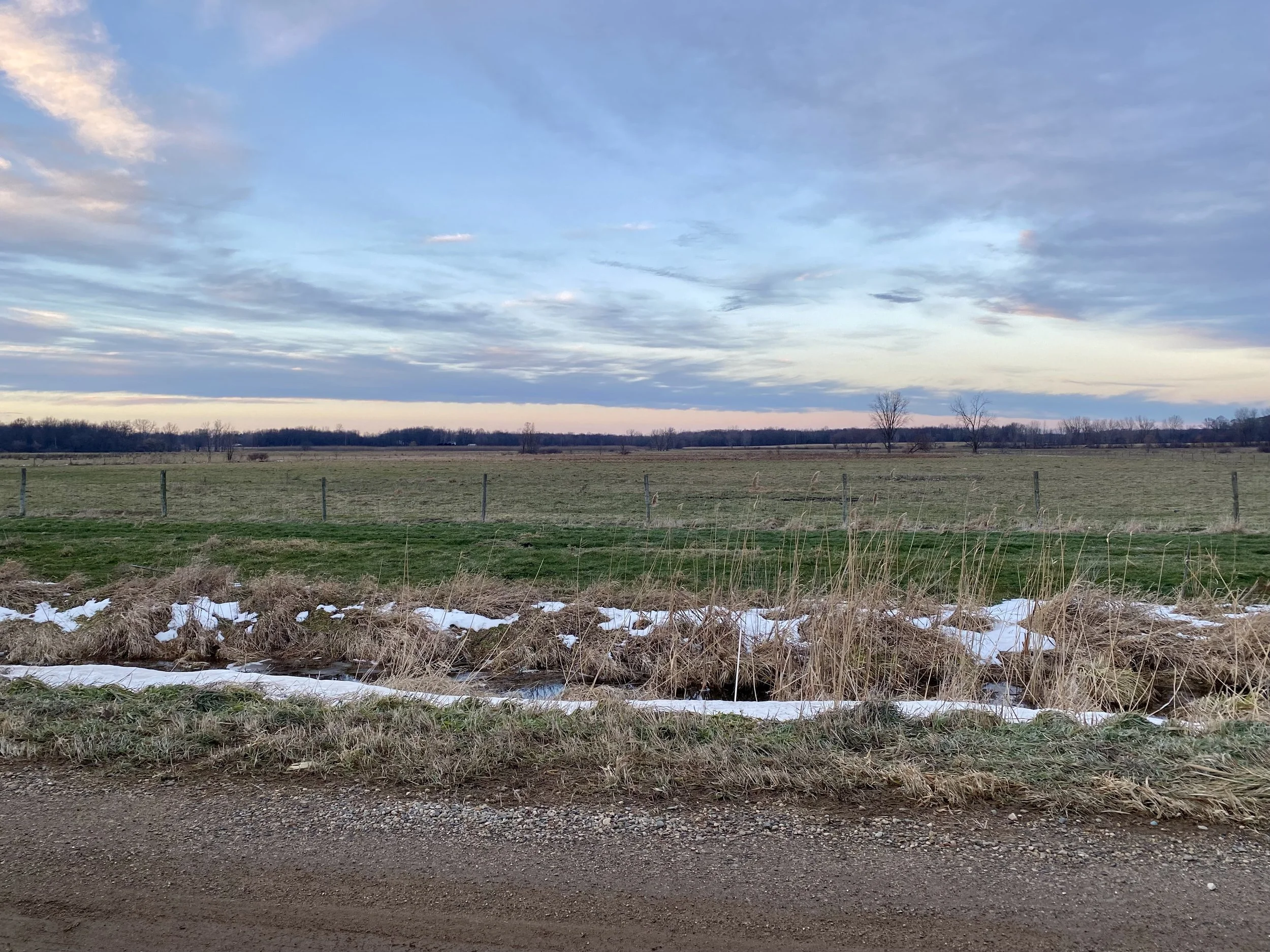 December 20, 2025: Short-eared Owl Prowl
