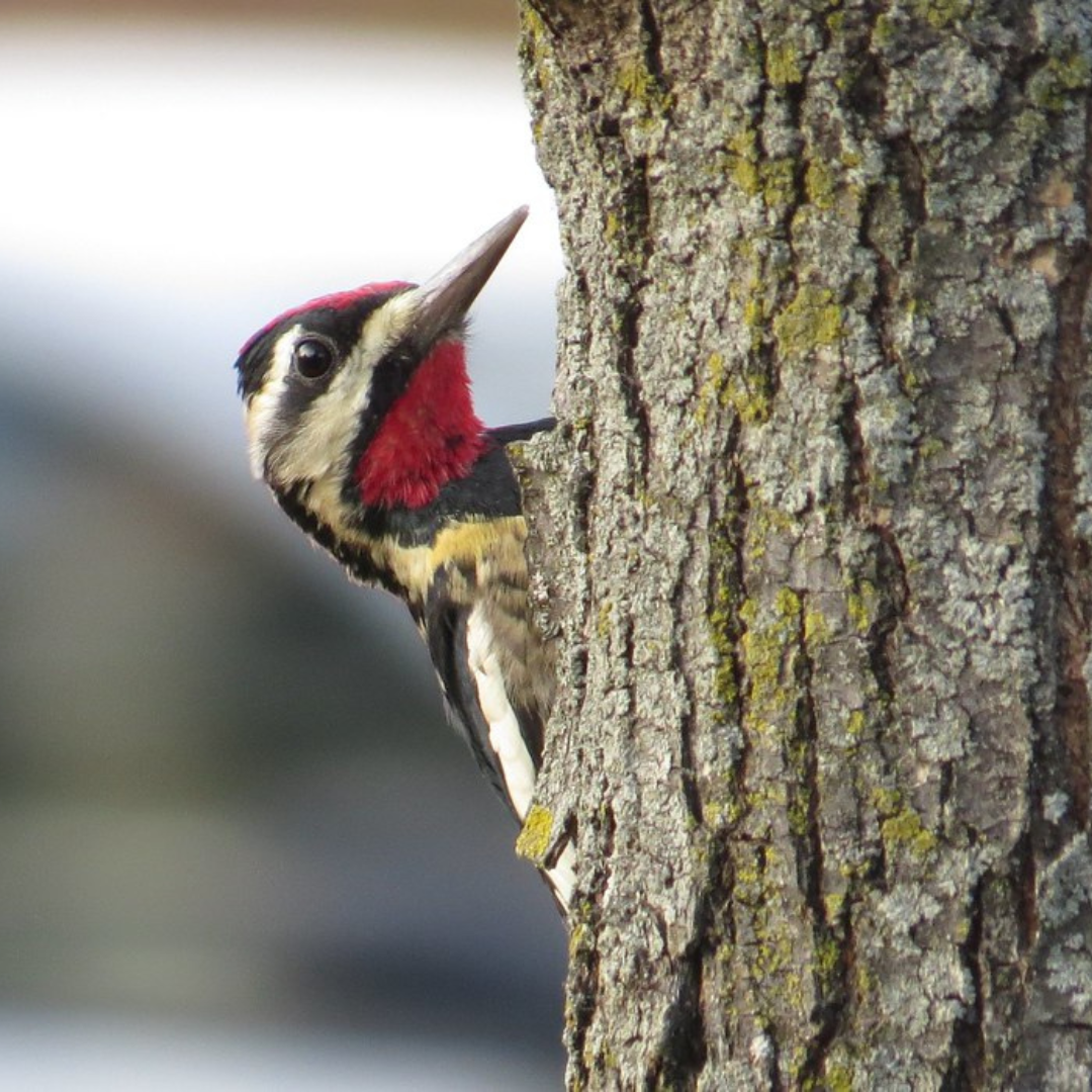 Beginning Birding: Woodpeckers of Kleinstuck